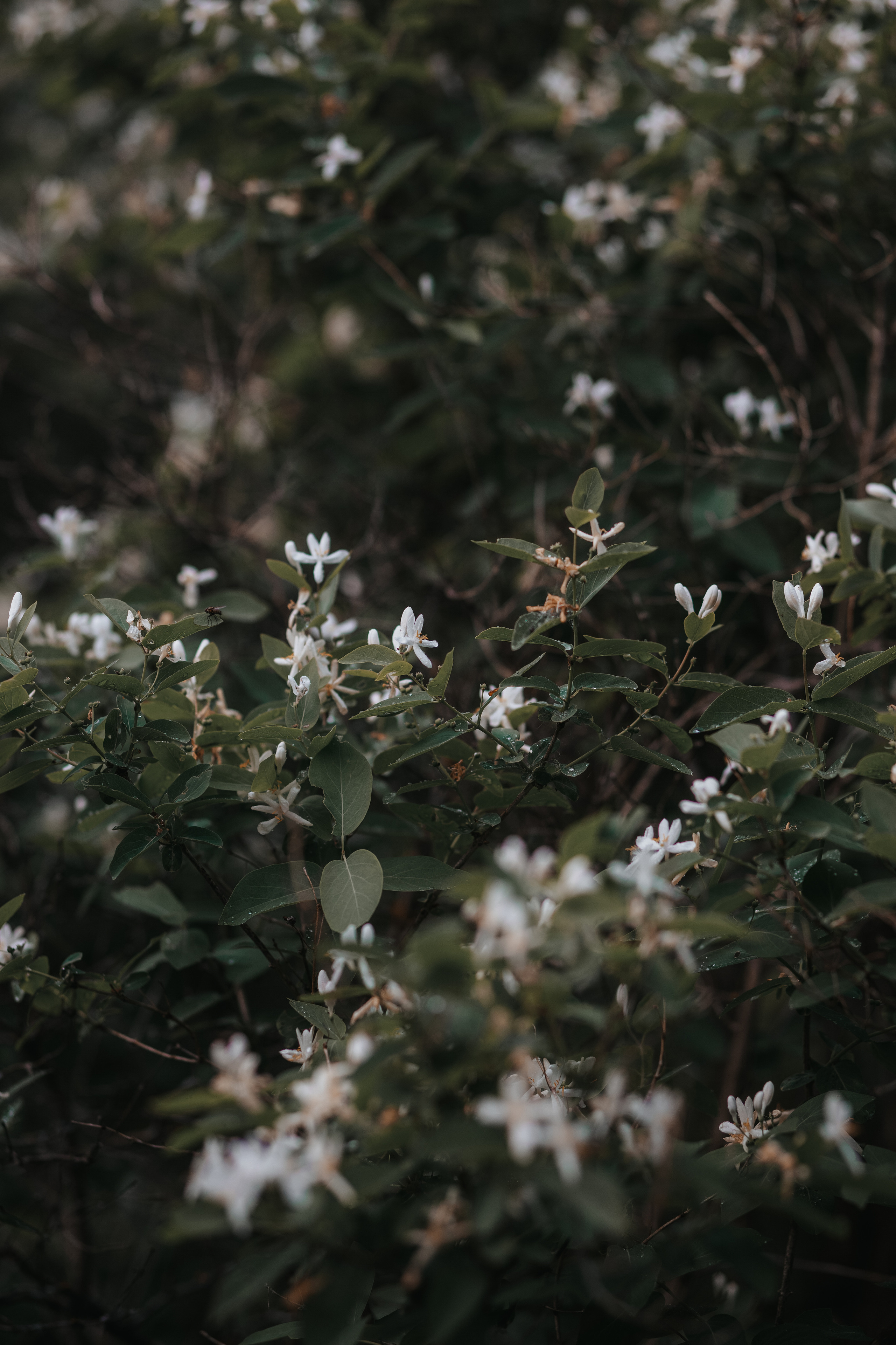 ПРИРОДА. MARIA SOKOLOVA