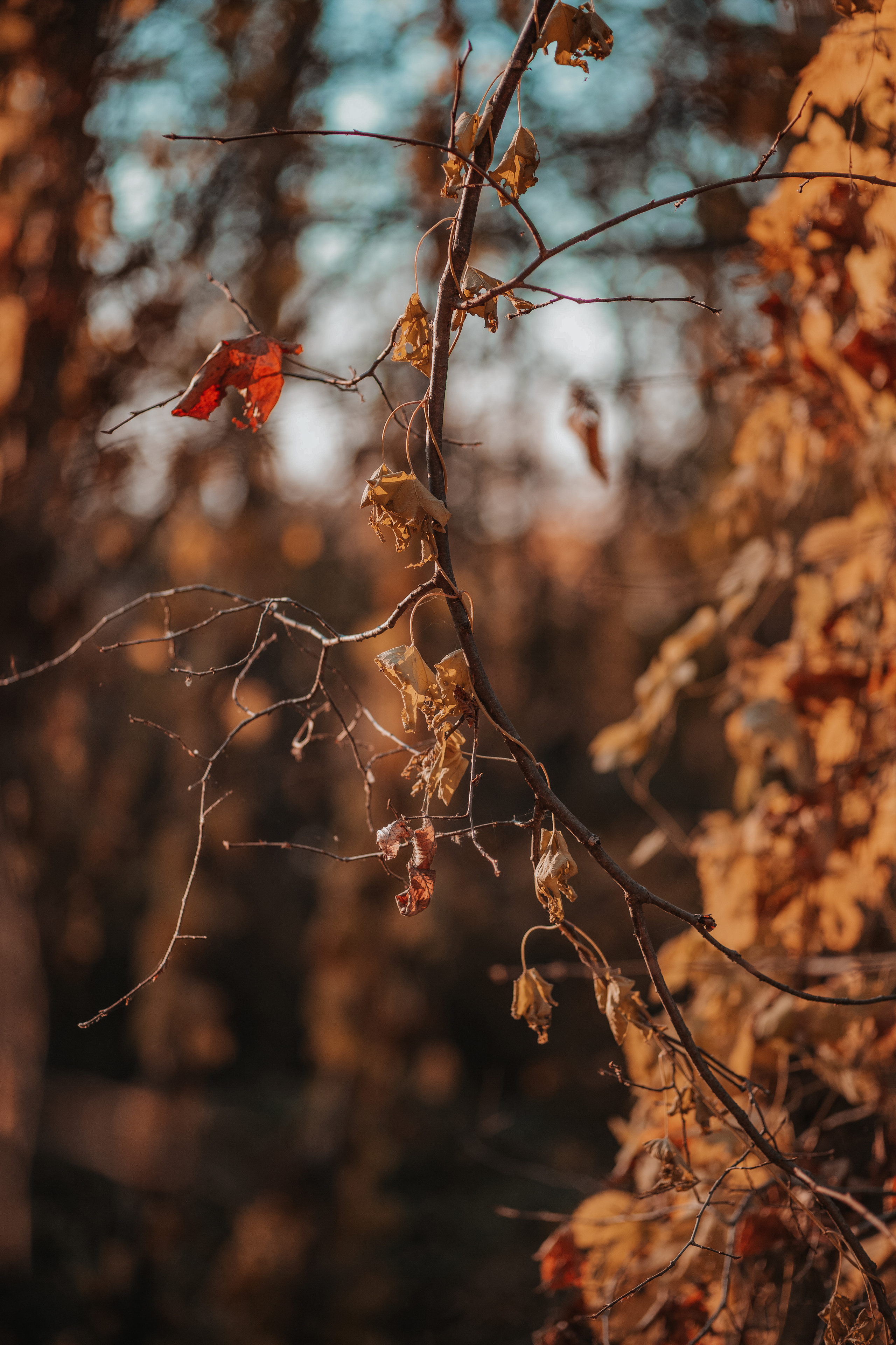 ПРИРОДА. MARIA SOKOLOVA