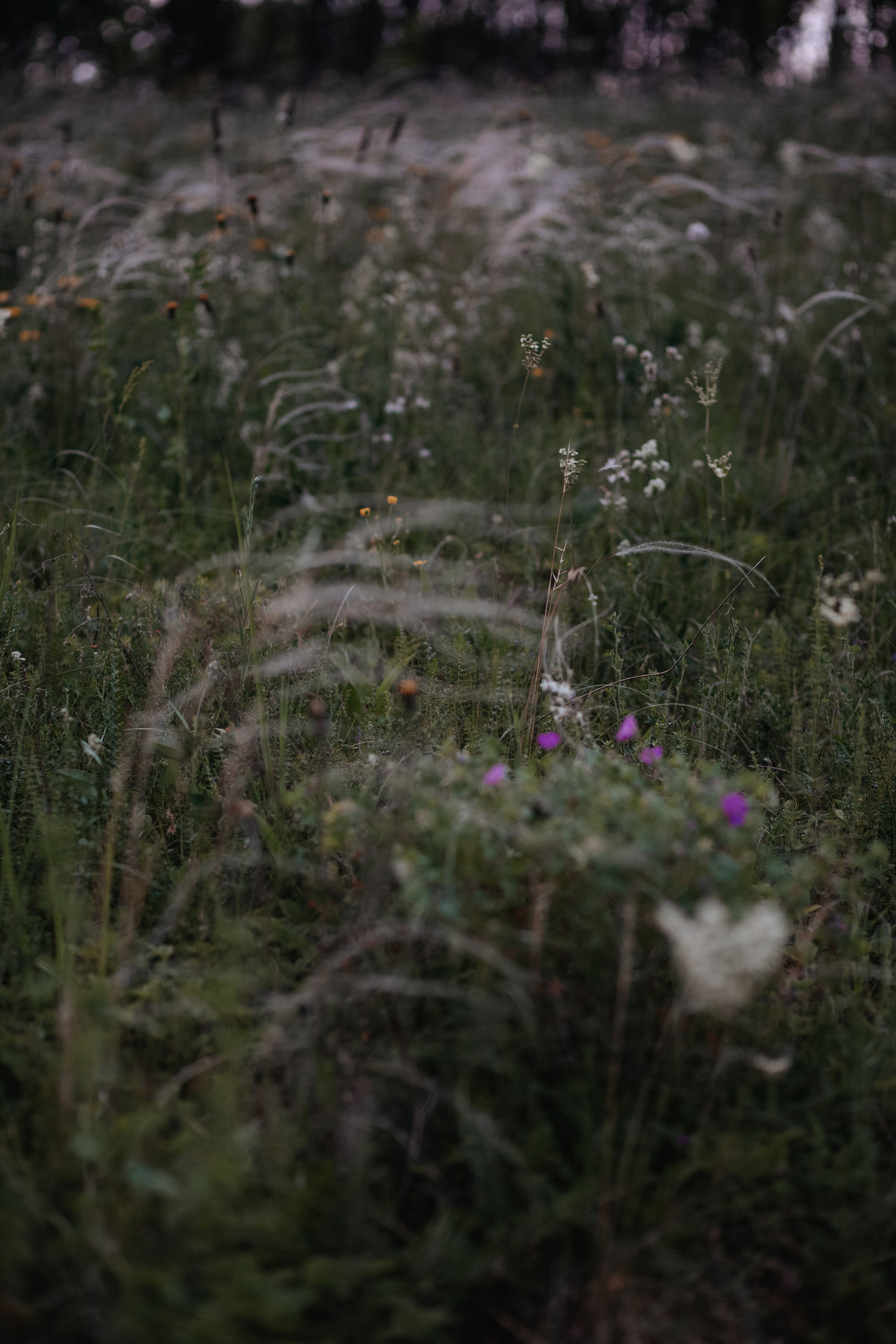 ПРИРОДА. MARIA SOKOLOVA