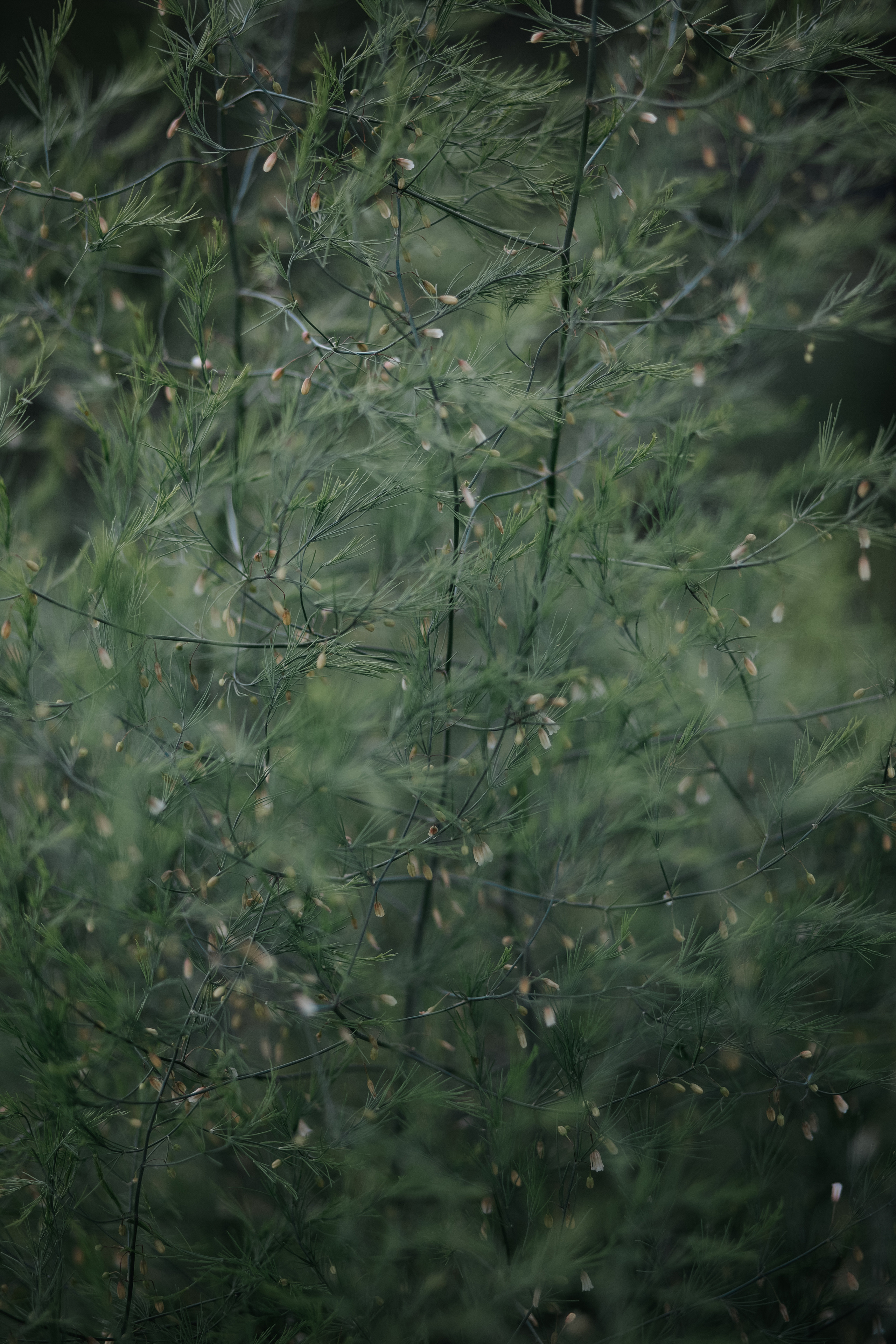 ПРИРОДА. MARIA SOKOLOVA