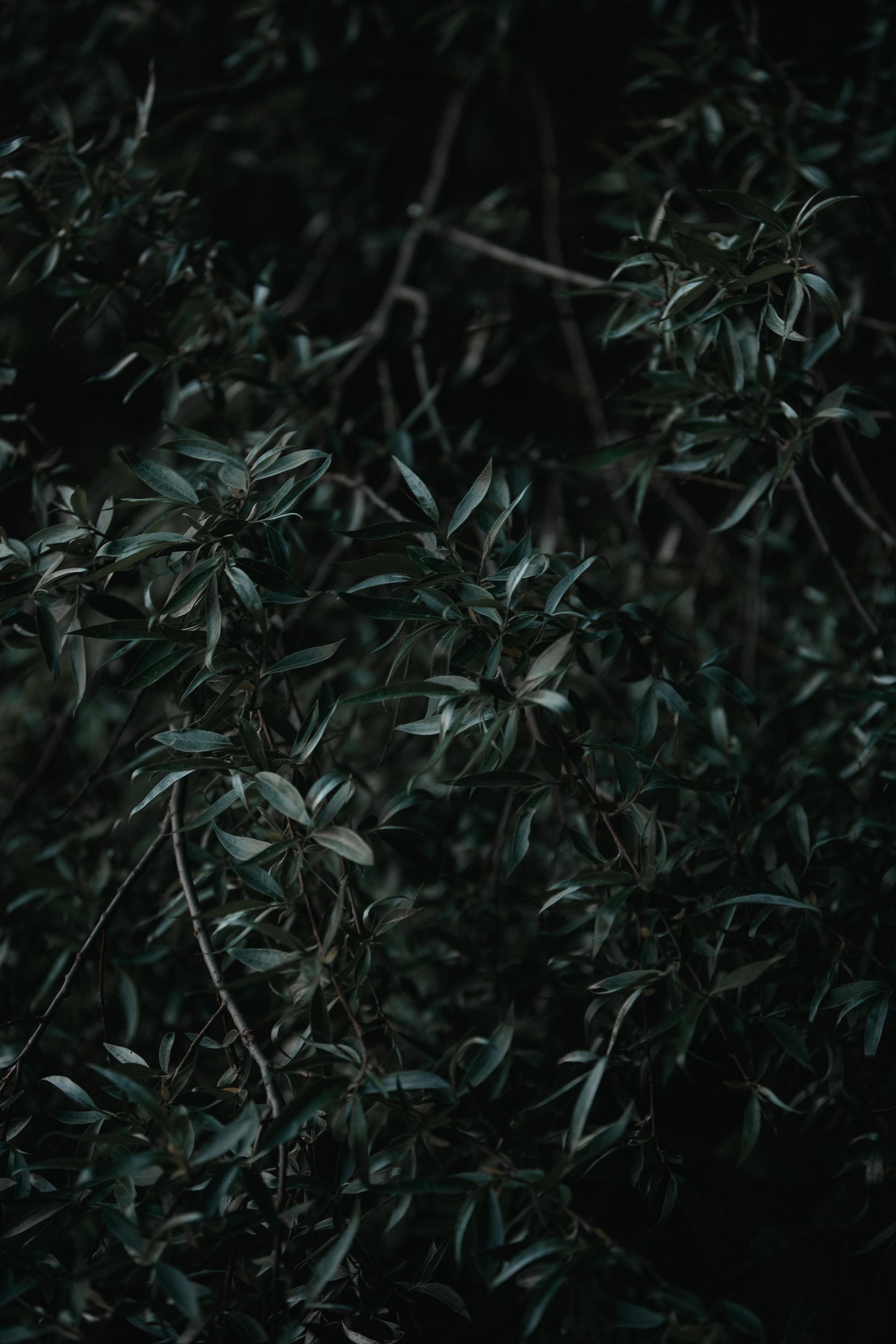 ПРИРОДА. MARIA SOKOLOVA