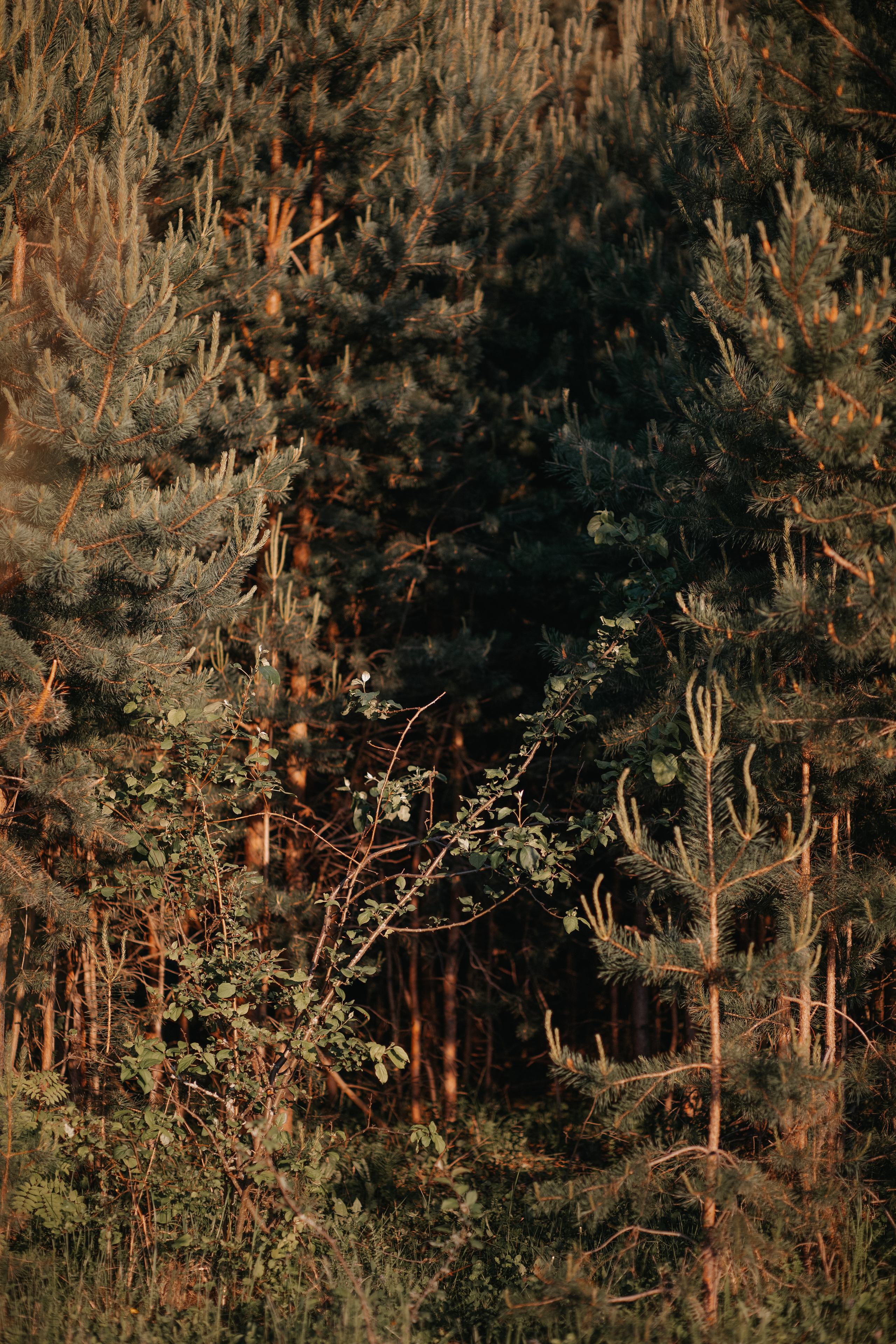 ПРИРОДА. MARIA SOKOLOVA