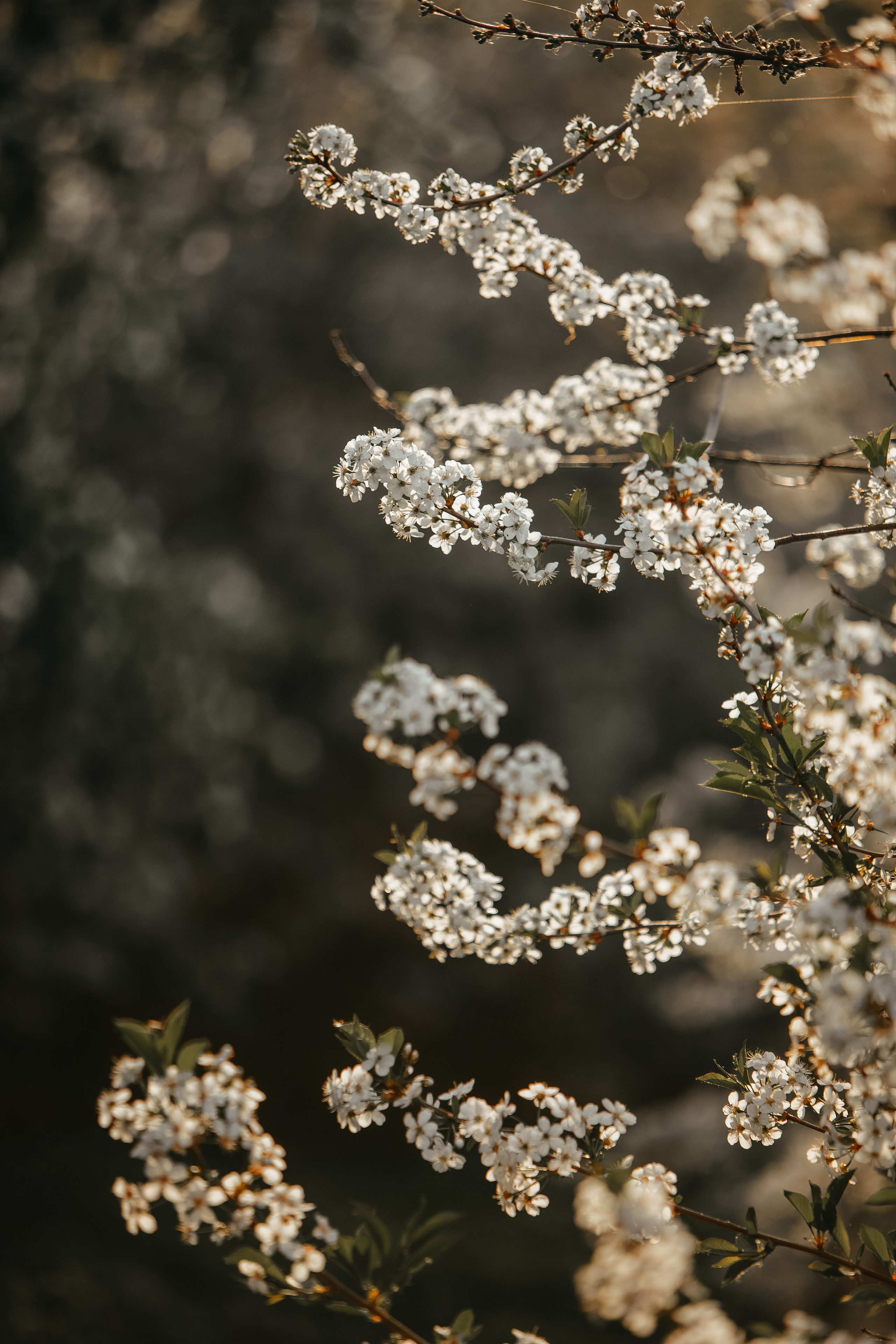 ПРИРОДА. MARIA SOKOLOVA