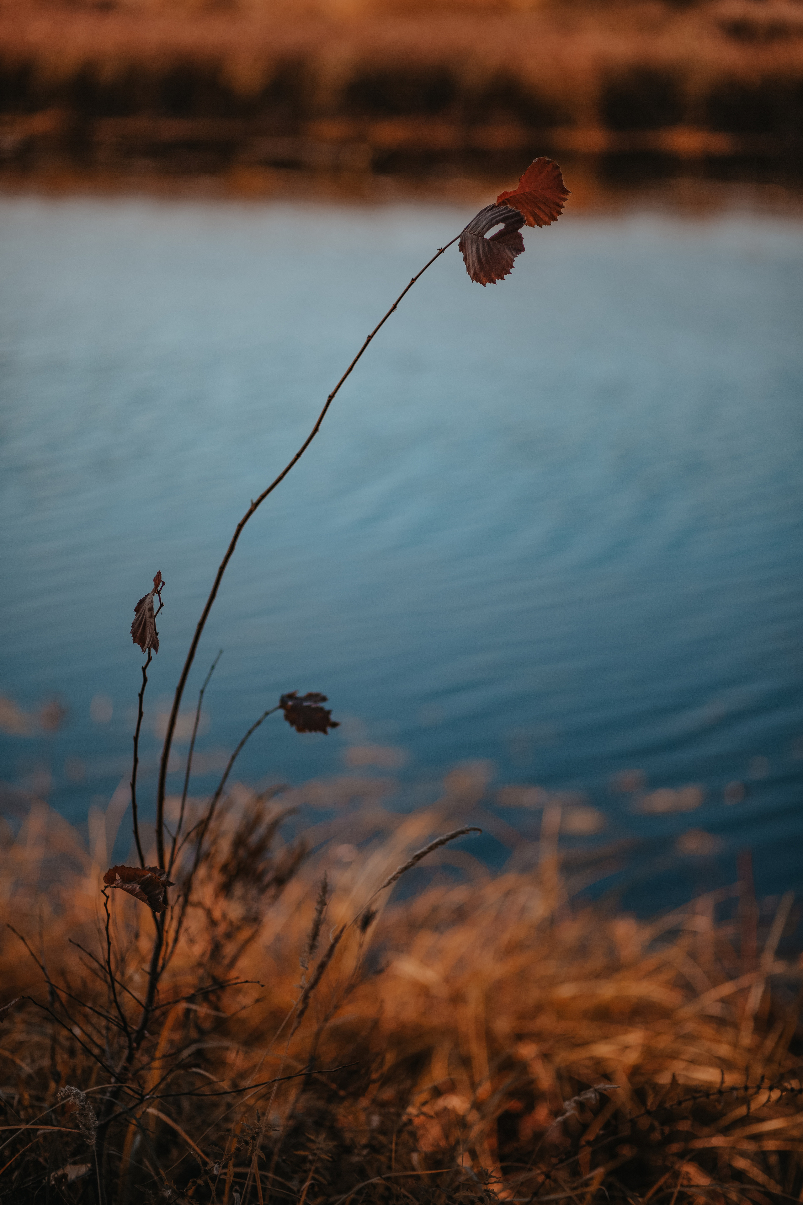 ПРИРОДА. MARIA SOKOLOVA