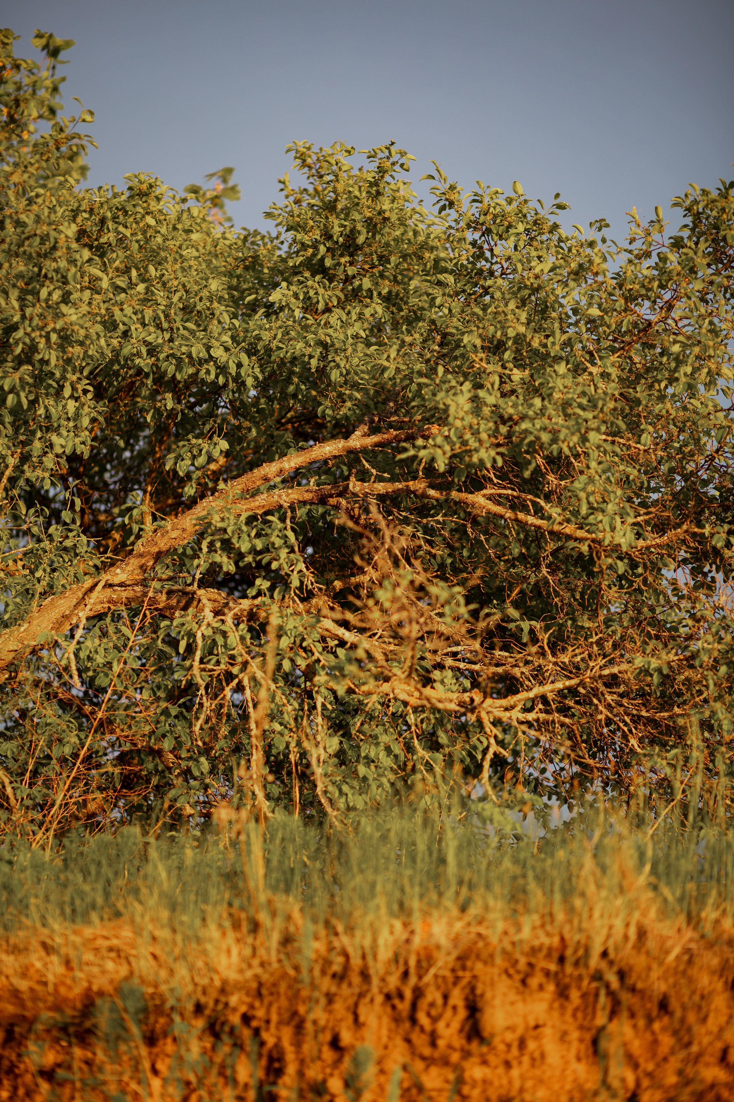 ПРИРОДА. MARIA SOKOLOVA