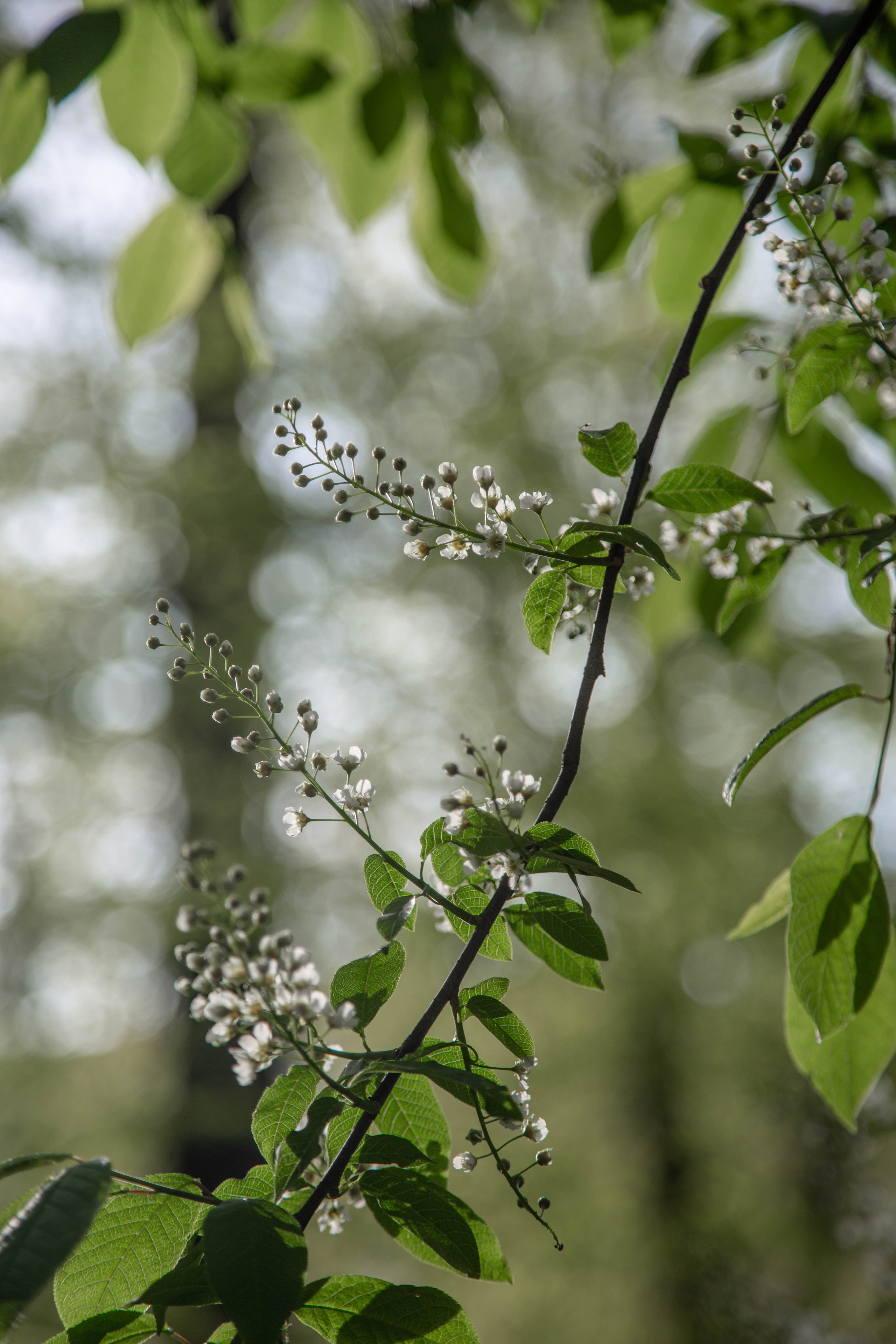 ПРИРОДА. MARIA SOKOLOVA