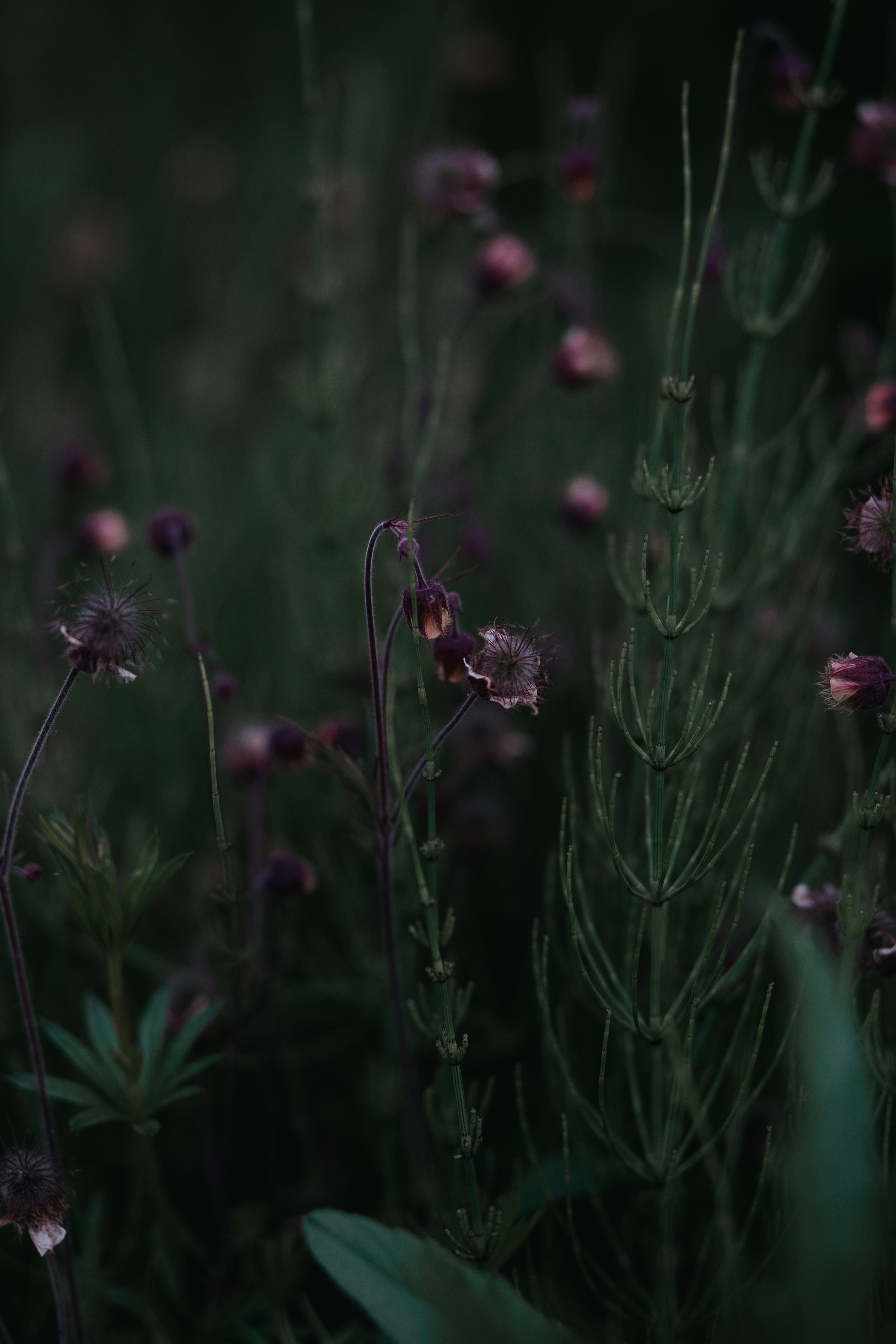 ПРИРОДА. MARIA SOKOLOVA