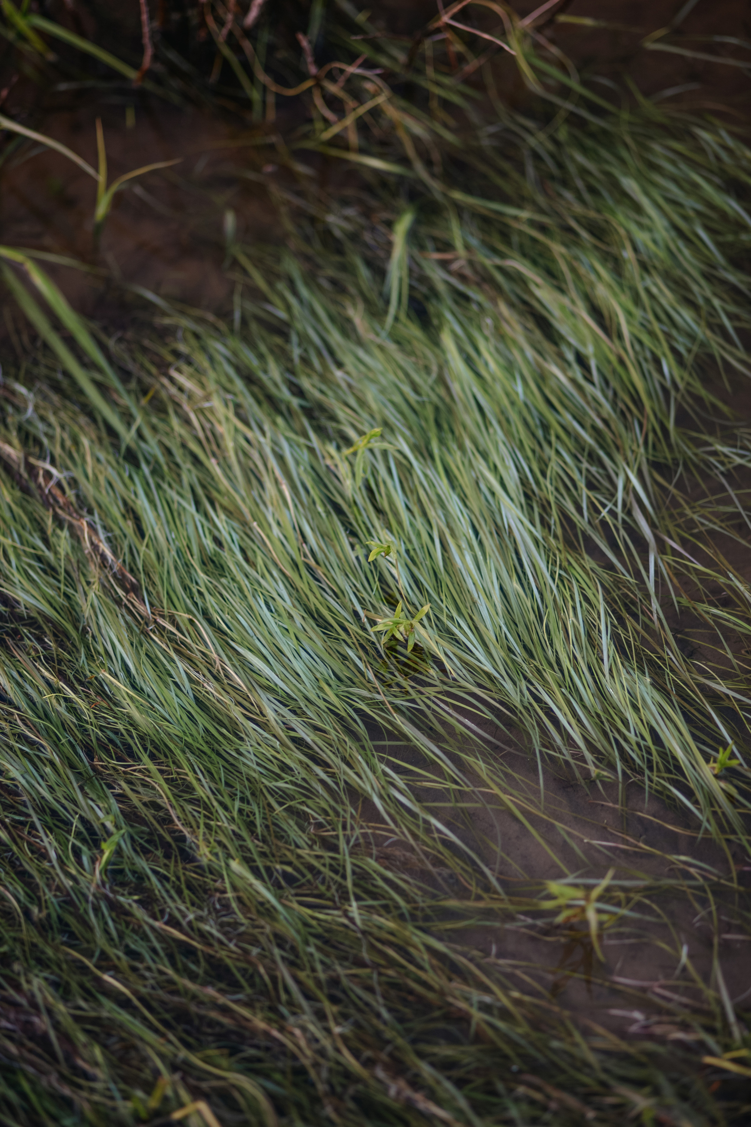 ПРИРОДА. MARIA SOKOLOVA