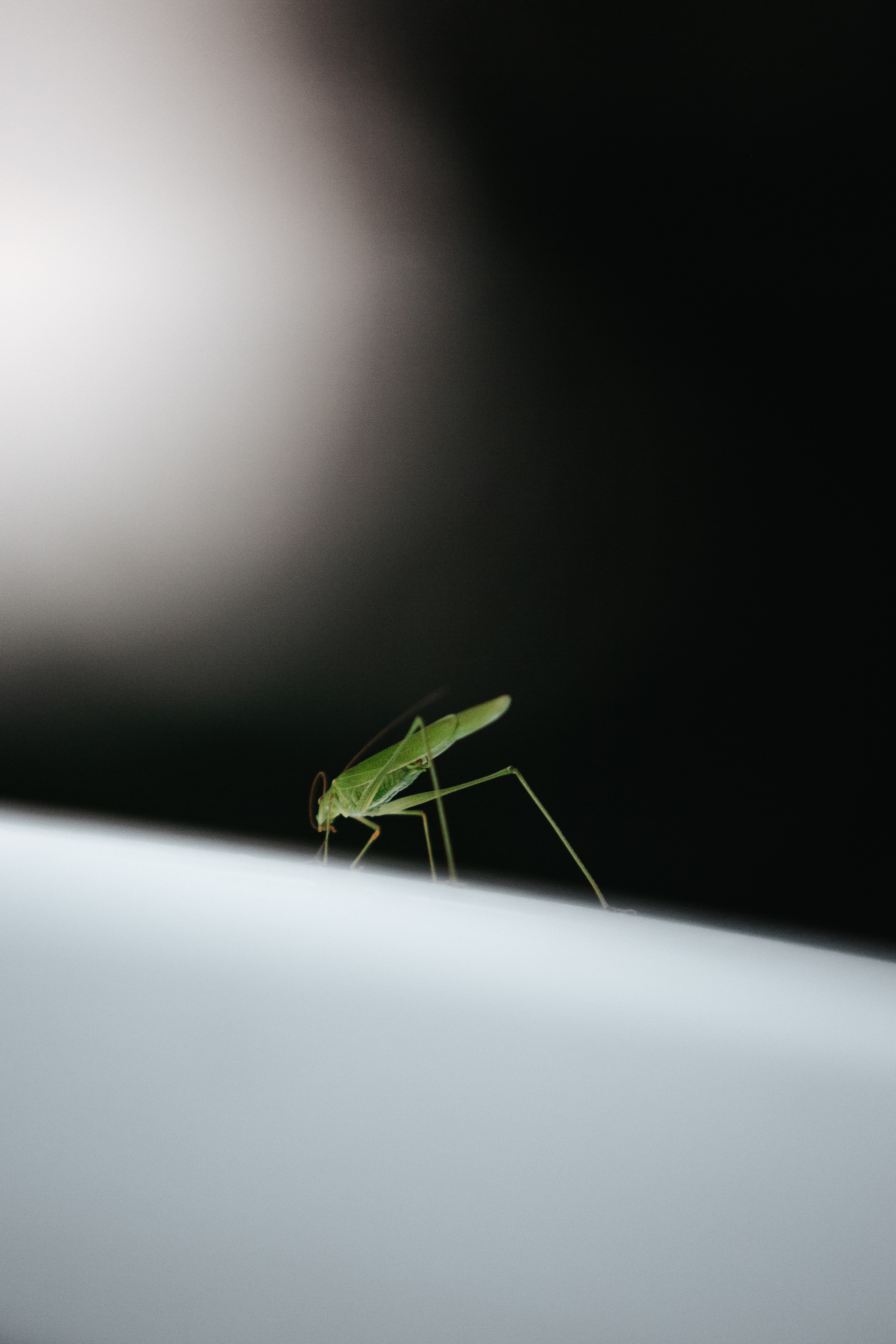 ПРИРОДА. MARIA SOKOLOVA