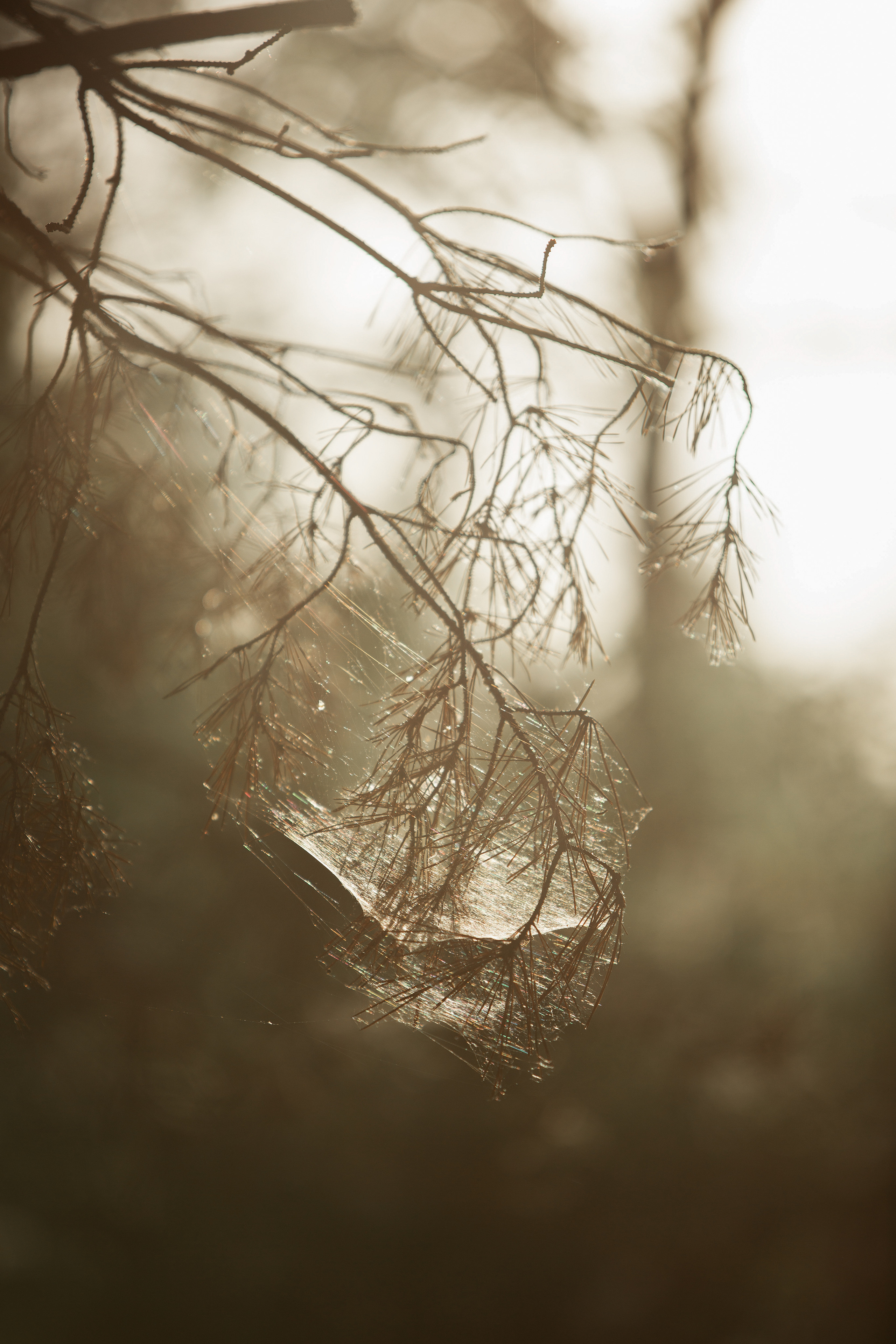 ПРИРОДА. MARIA SOKOLOVA