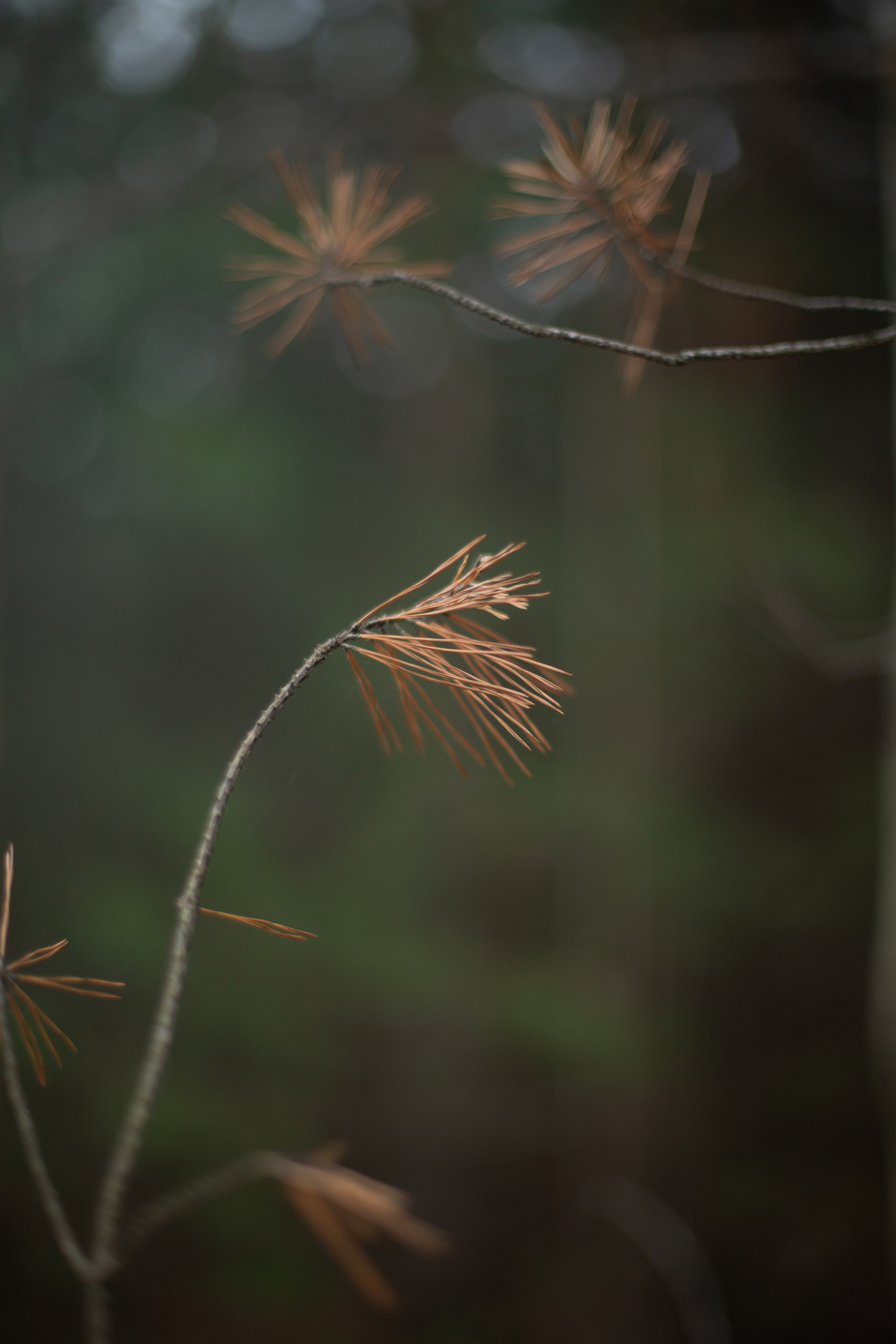 ПРИРОДА. MARIA SOKOLOVA