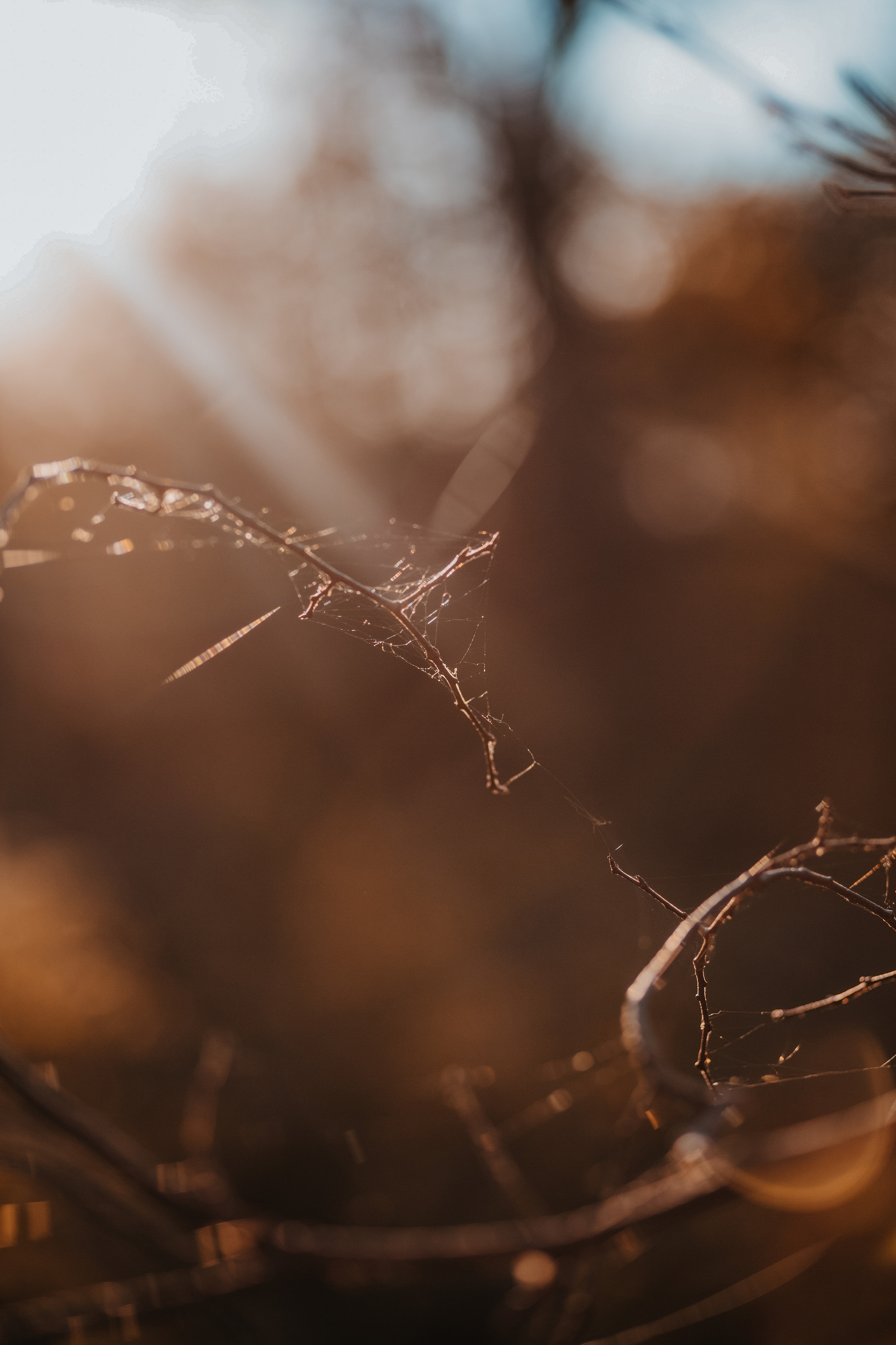 ПРИРОДА. MARIA SOKOLOVA