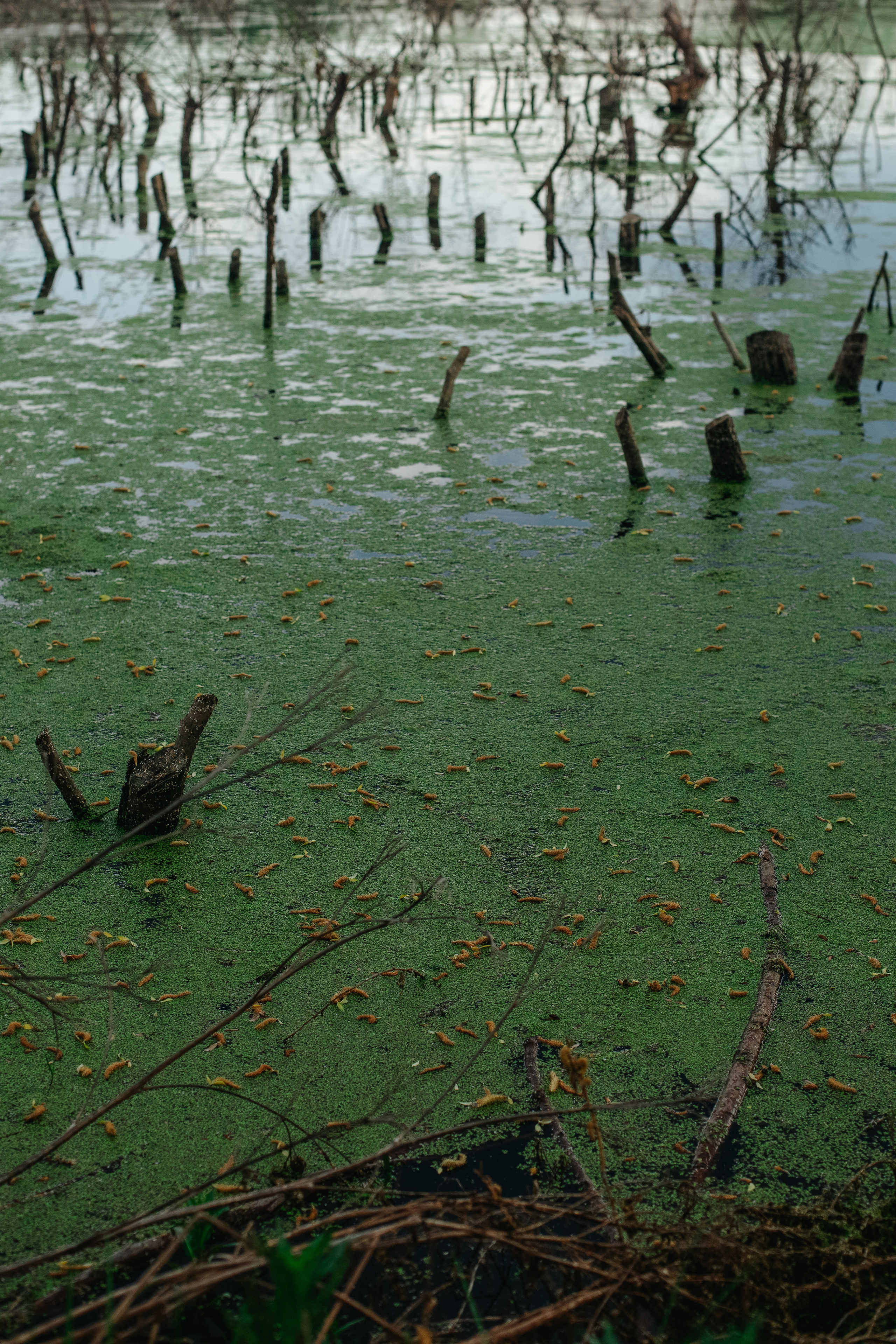 ПРИРОДА. MARIA SOKOLOVA