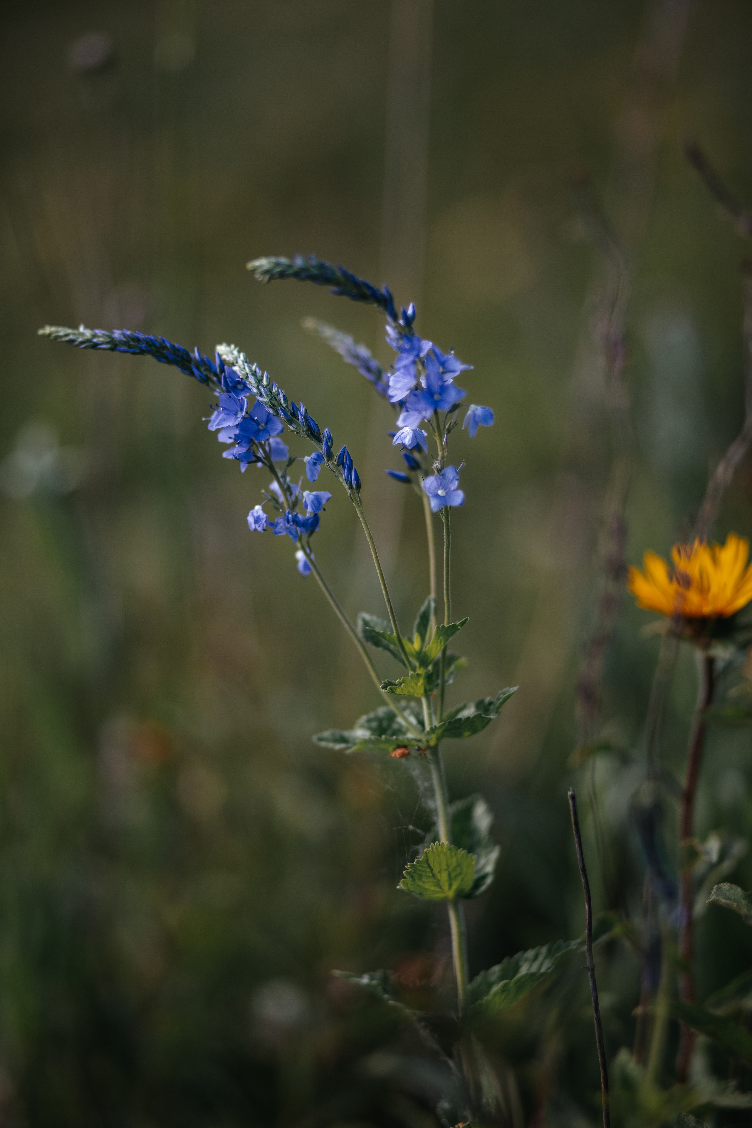 ПРИРОДА. MARIA SOKOLOVA