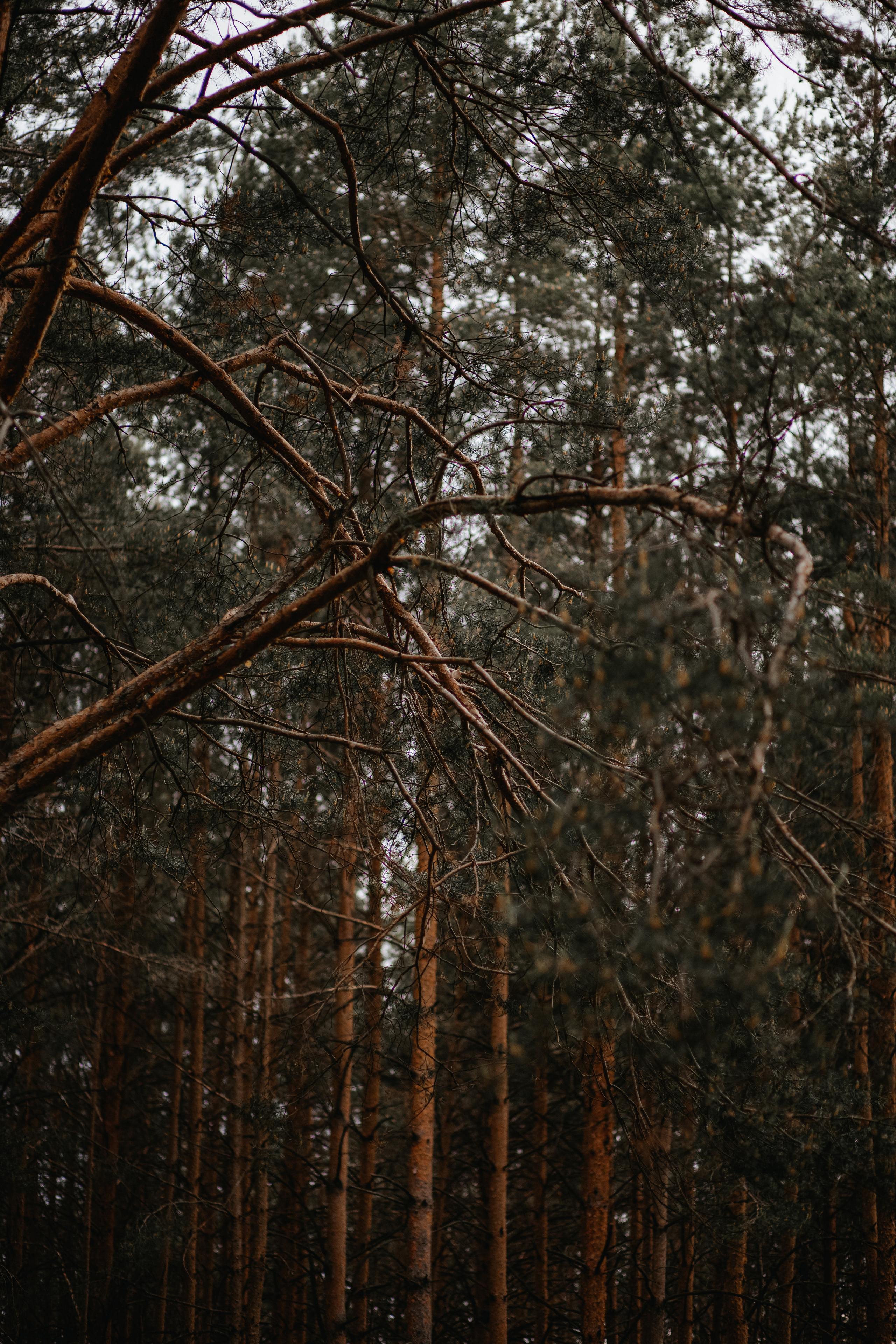 ПРИРОДА. MARIA SOKOLOVA