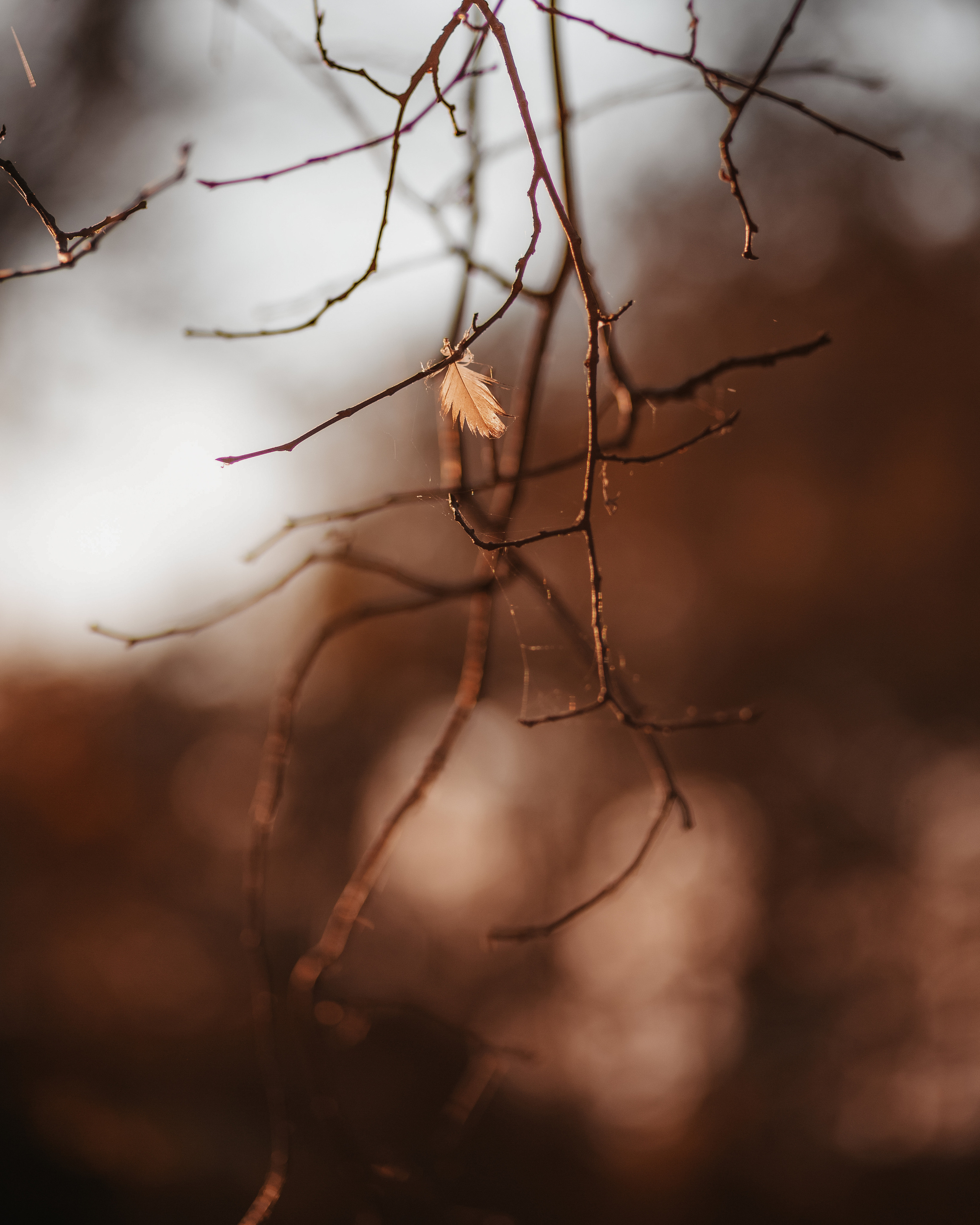 ПРИРОДА. MARIA SOKOLOVA