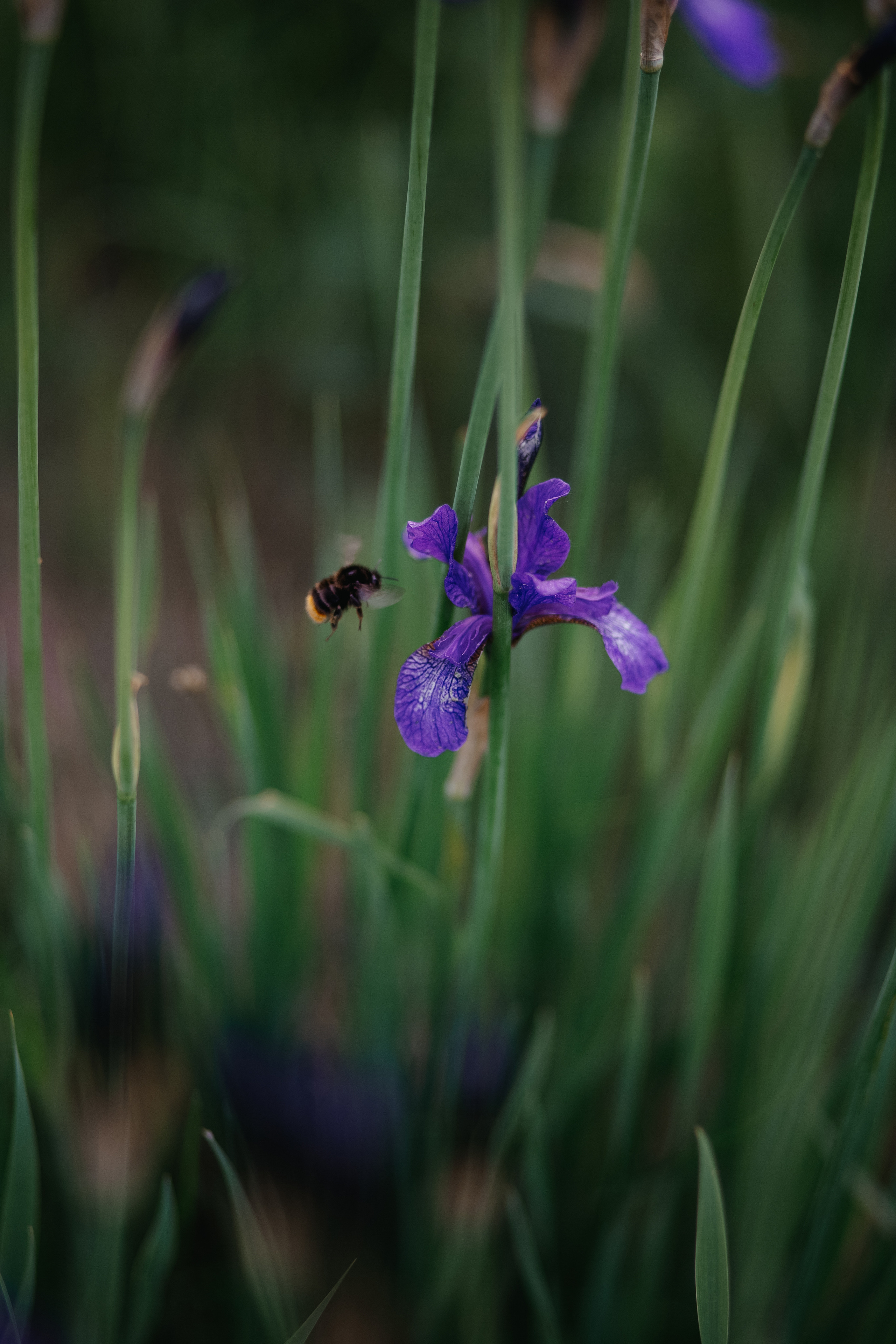 ПРИРОДА. MARIA SOKOLOVA