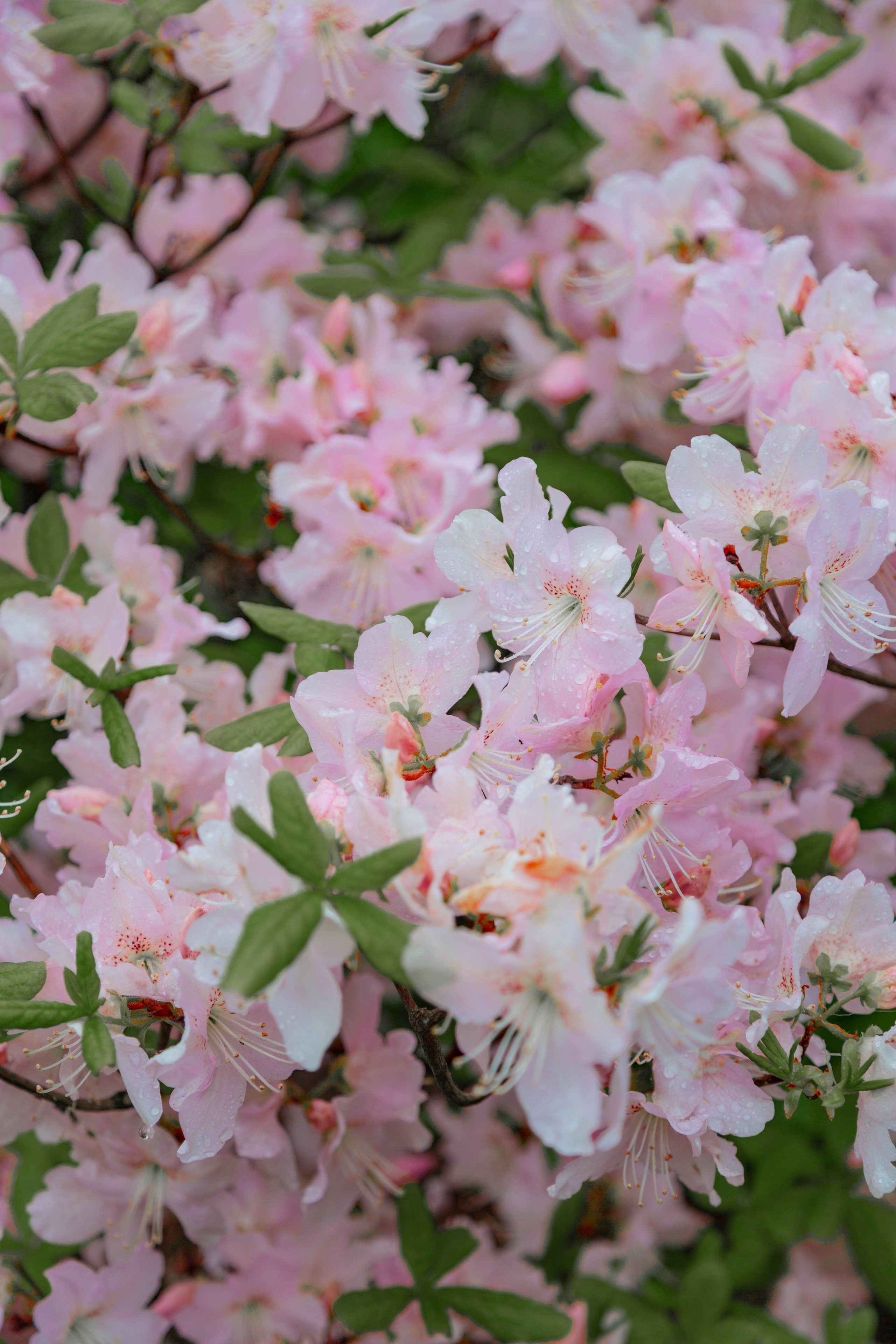 ПРИРОДА. MARIA SOKOLOVA