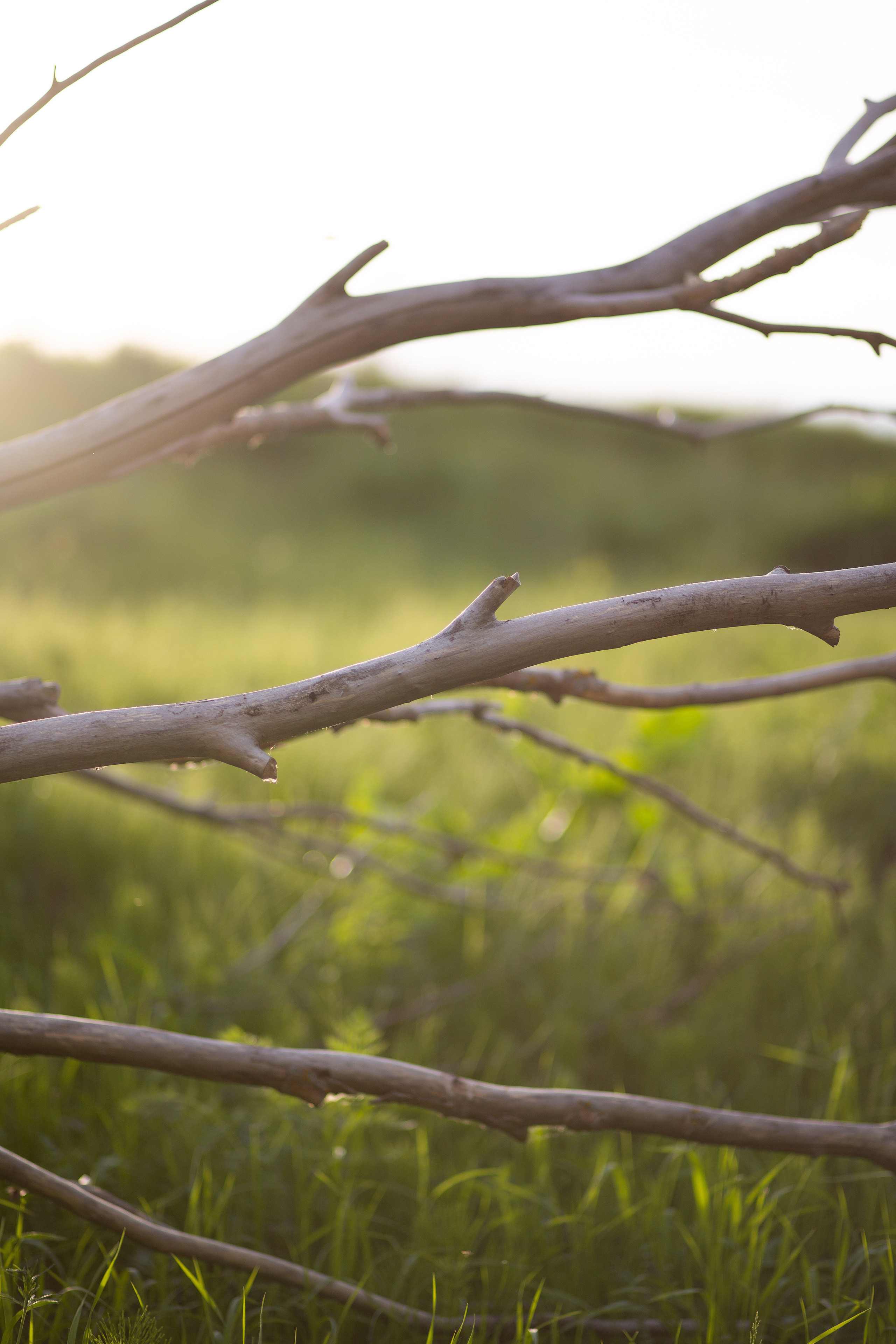 ПРИРОДА. MARIA SOKOLOVA