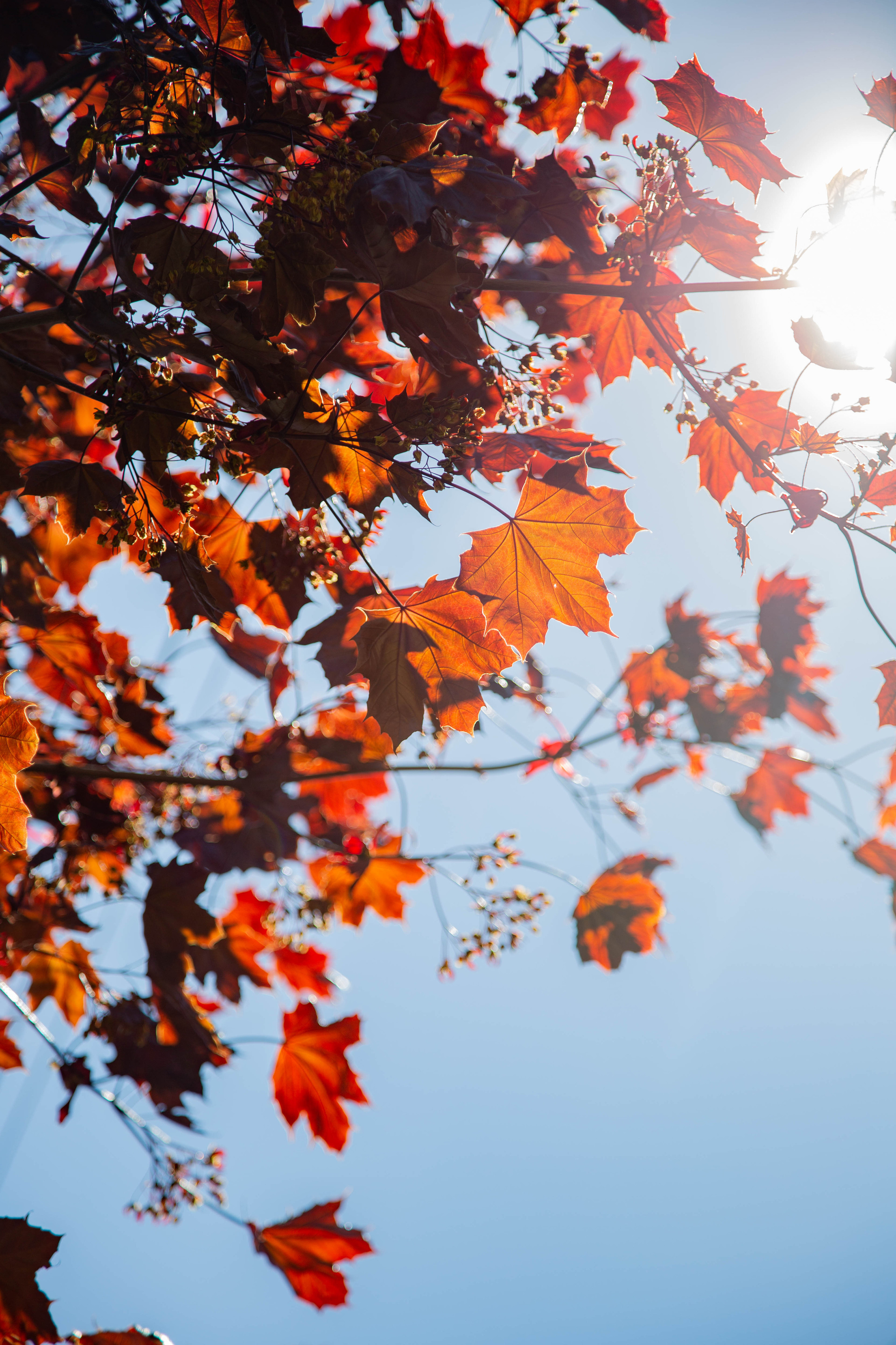 ПРИРОДА. MARIA SOKOLOVA