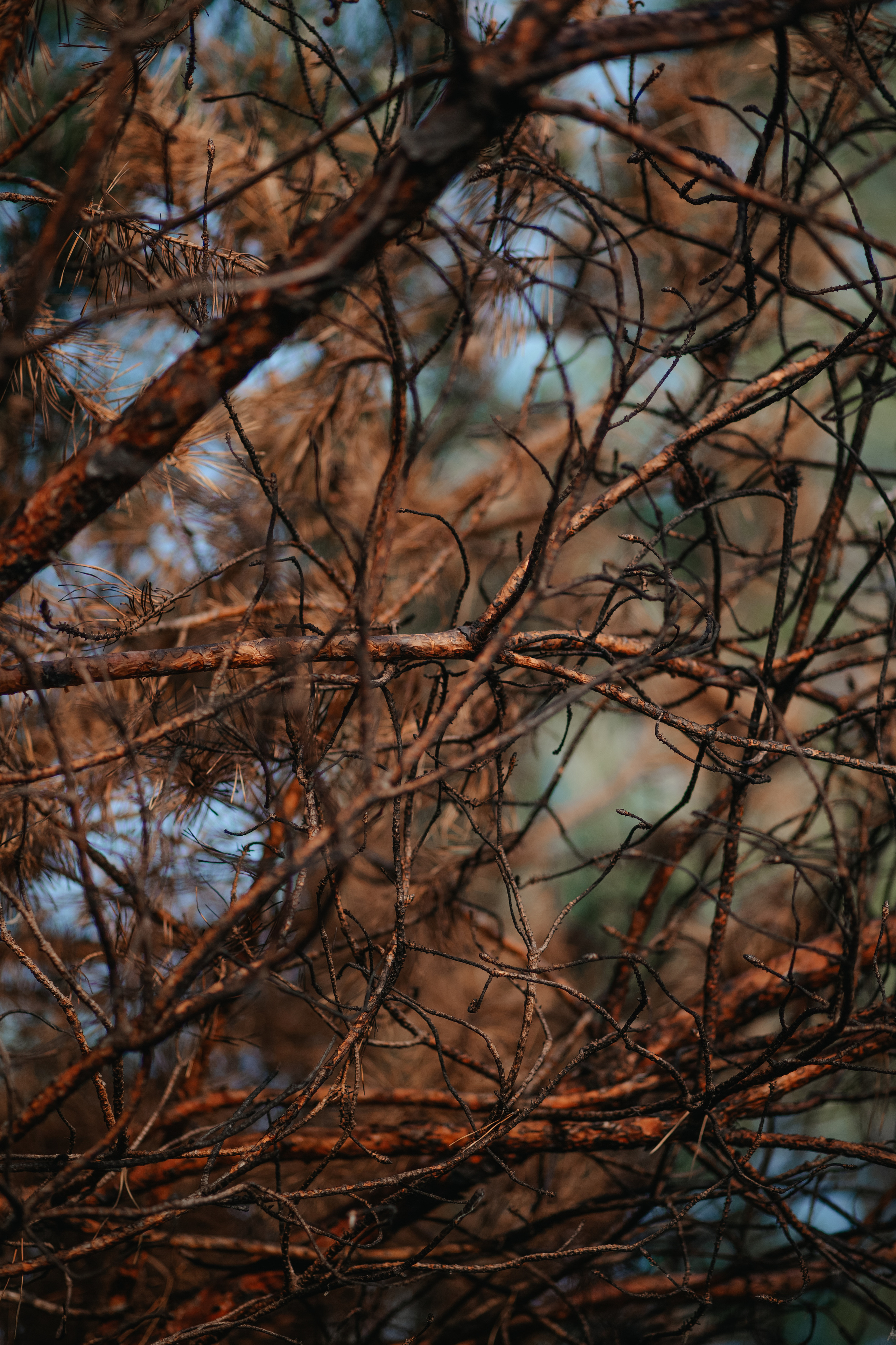 ПРИРОДА. MARIA SOKOLOVA