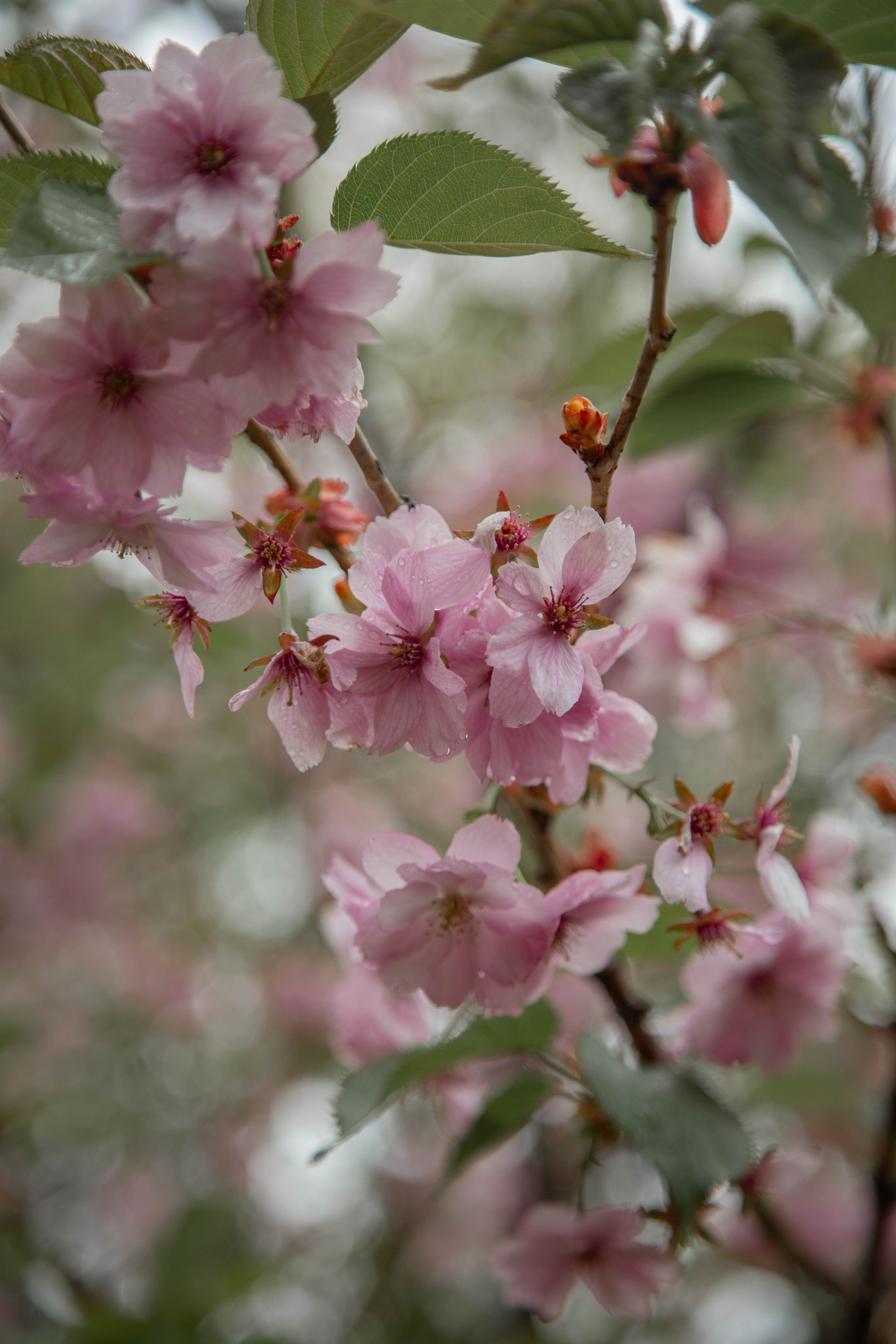 ПРИРОДА. MARIA SOKOLOVA