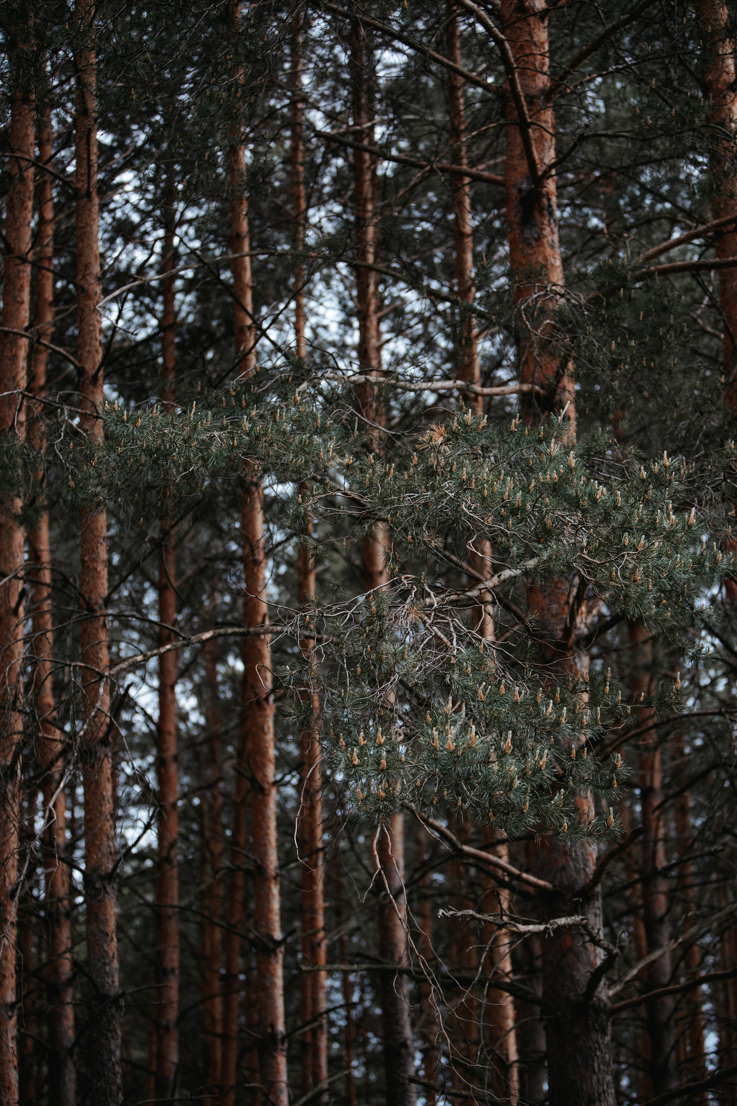 ПРИРОДА. MARIA SOKOLOVA