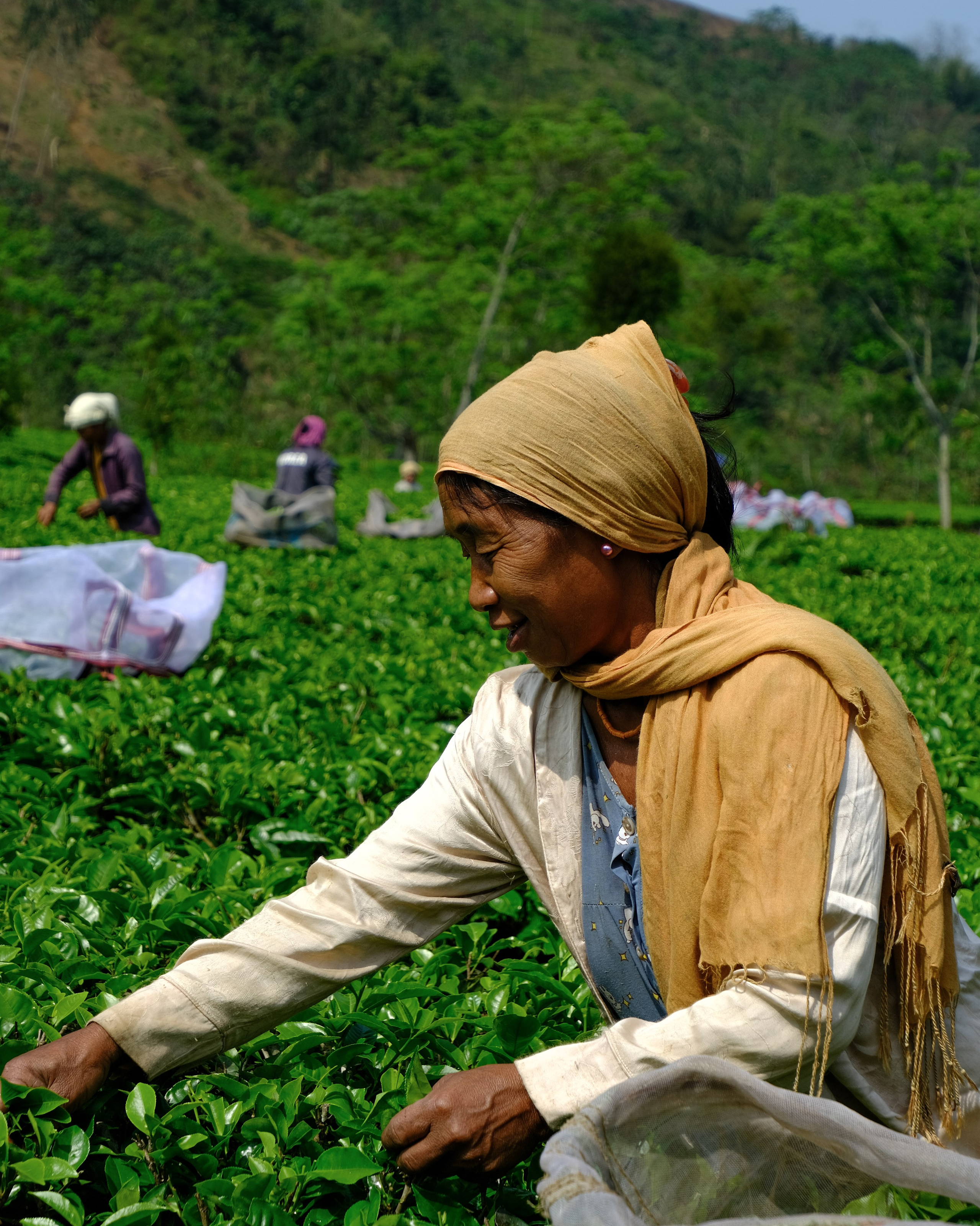 Ассам и Казиранга. Фотографии из путешествий