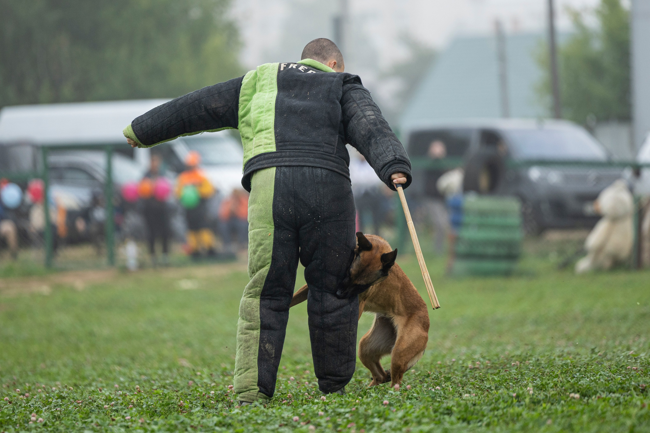Соревнования по Мондьорингу г. Вологда 10-11.08.2024. Фотограф-анималист Анна Маринич