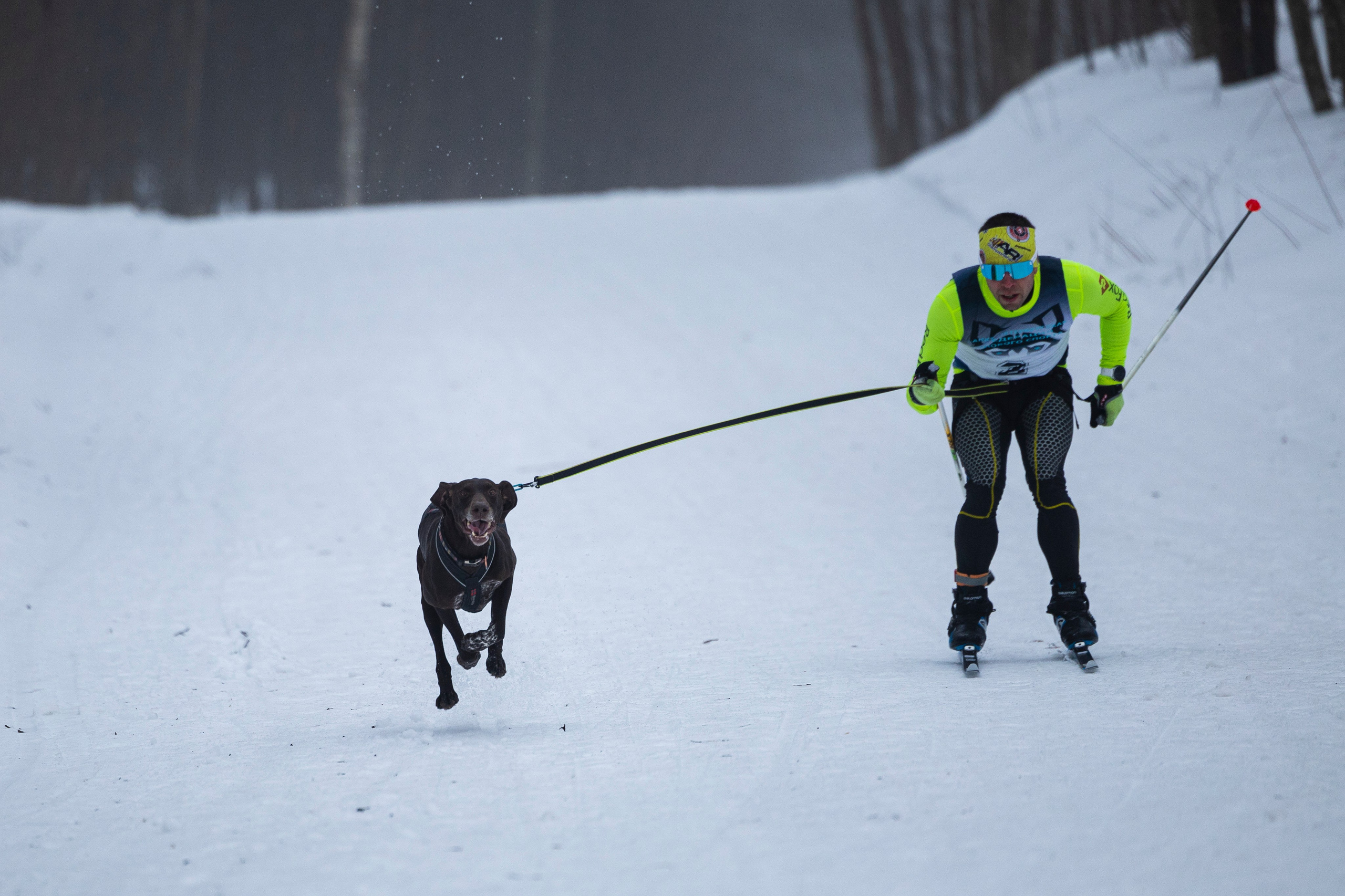 Зимний Чемпионат Санкт-Петербурга по ездовому спорту. Фотограф-анималист Анна Маринич