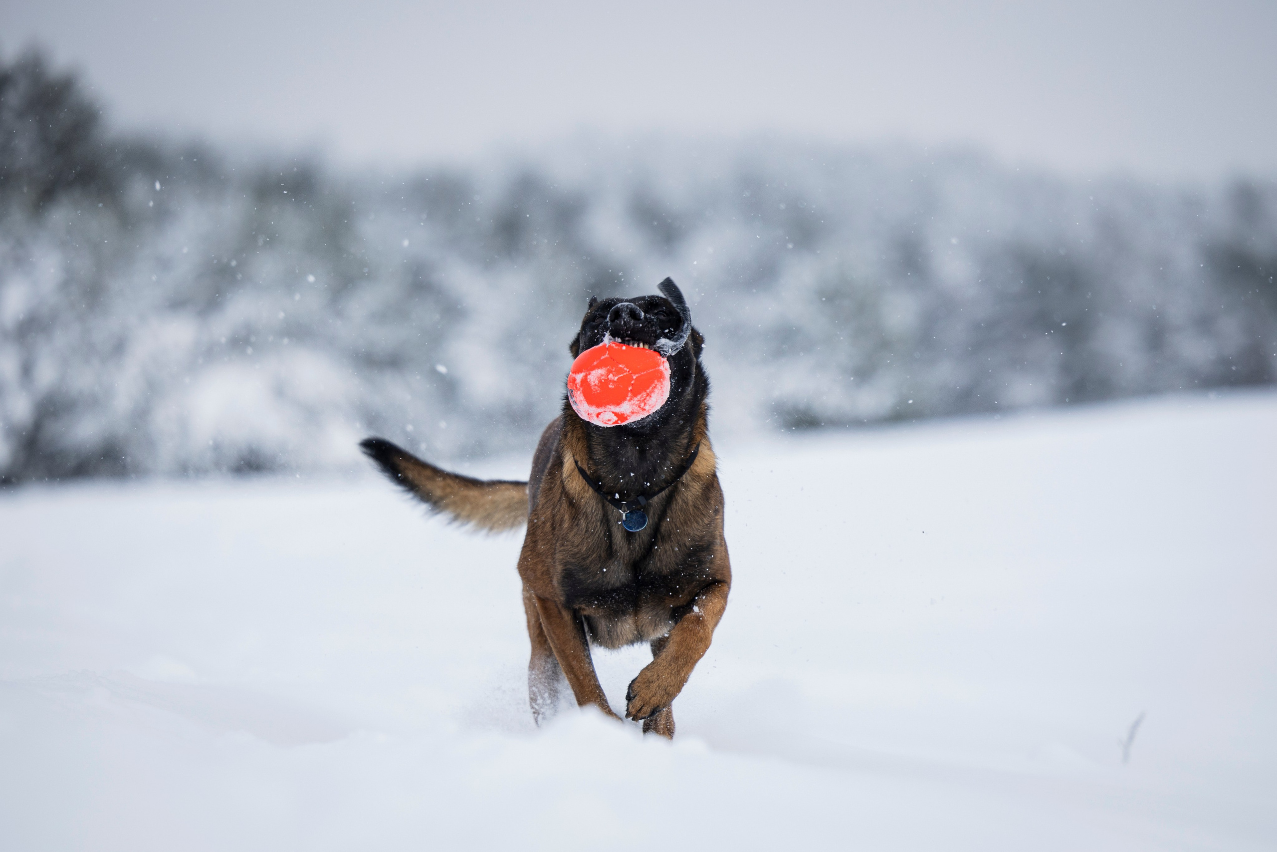 Рики. Фотограф-анималист Анна Маринич