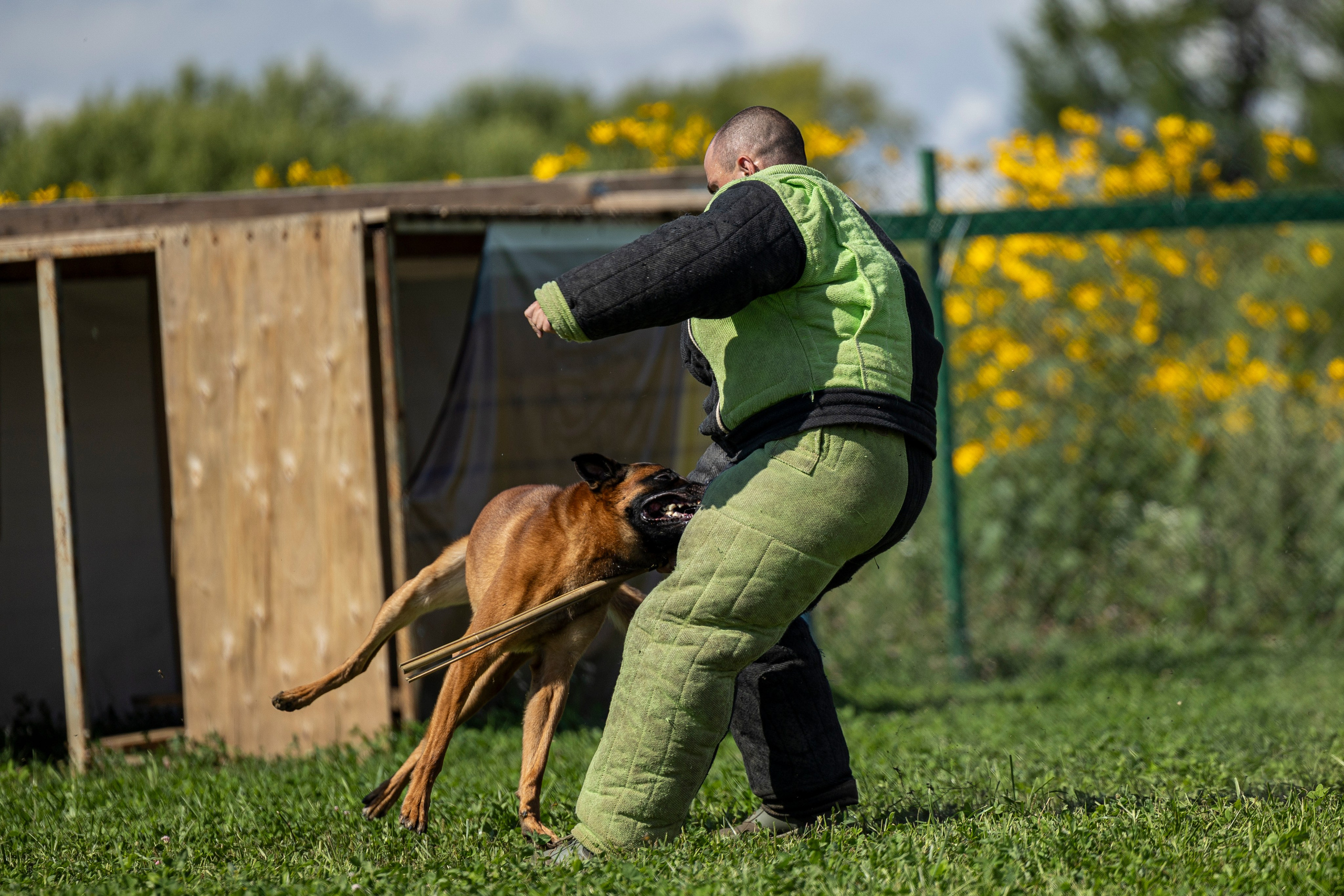 Соревнования по Мондьорингу г. Вологда 10-11.08.2024. Фотограф-анималист Анна Маринич