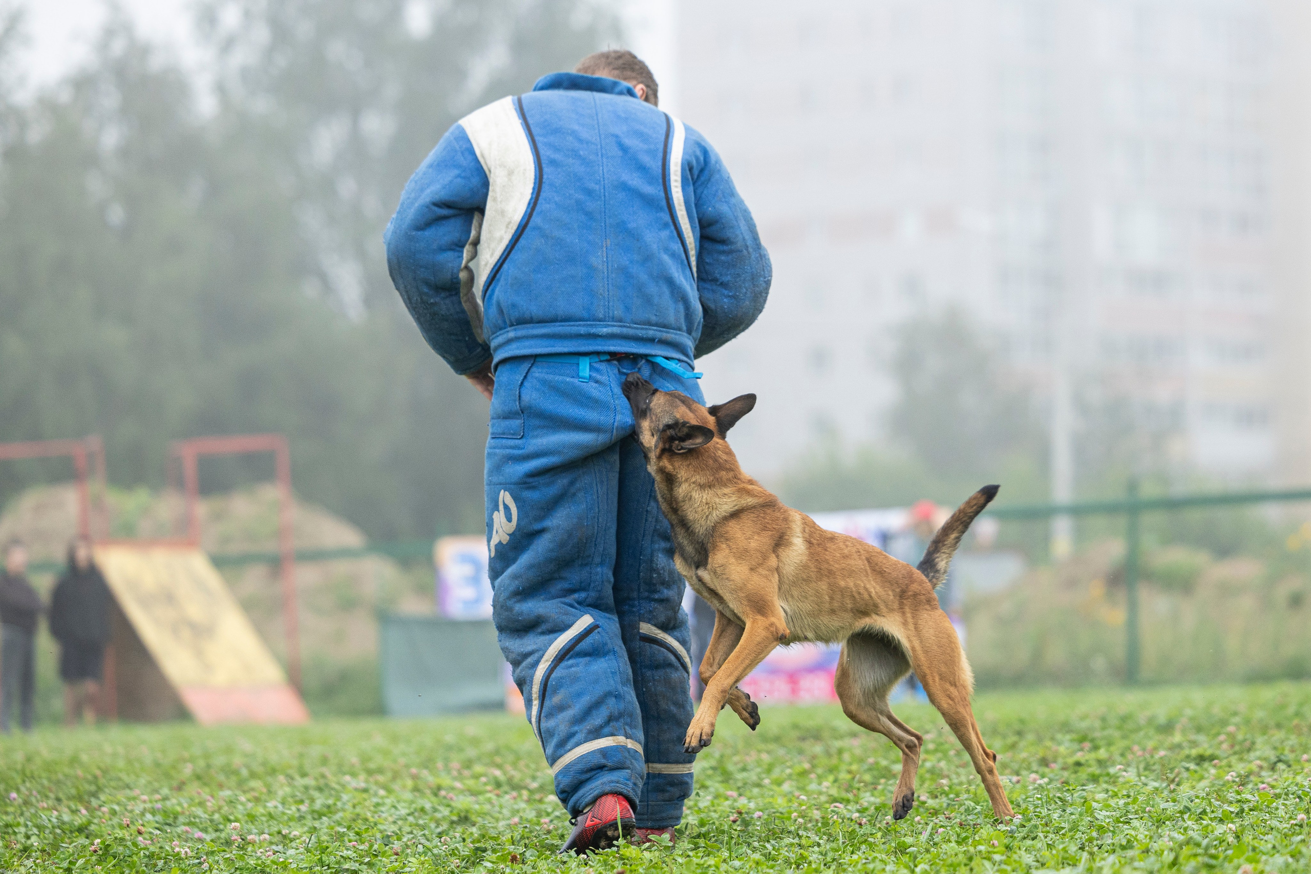 Соревнования по Мондьорингу г. Вологда 10-11.08.2024. Фотограф-анималист Анна Маринич