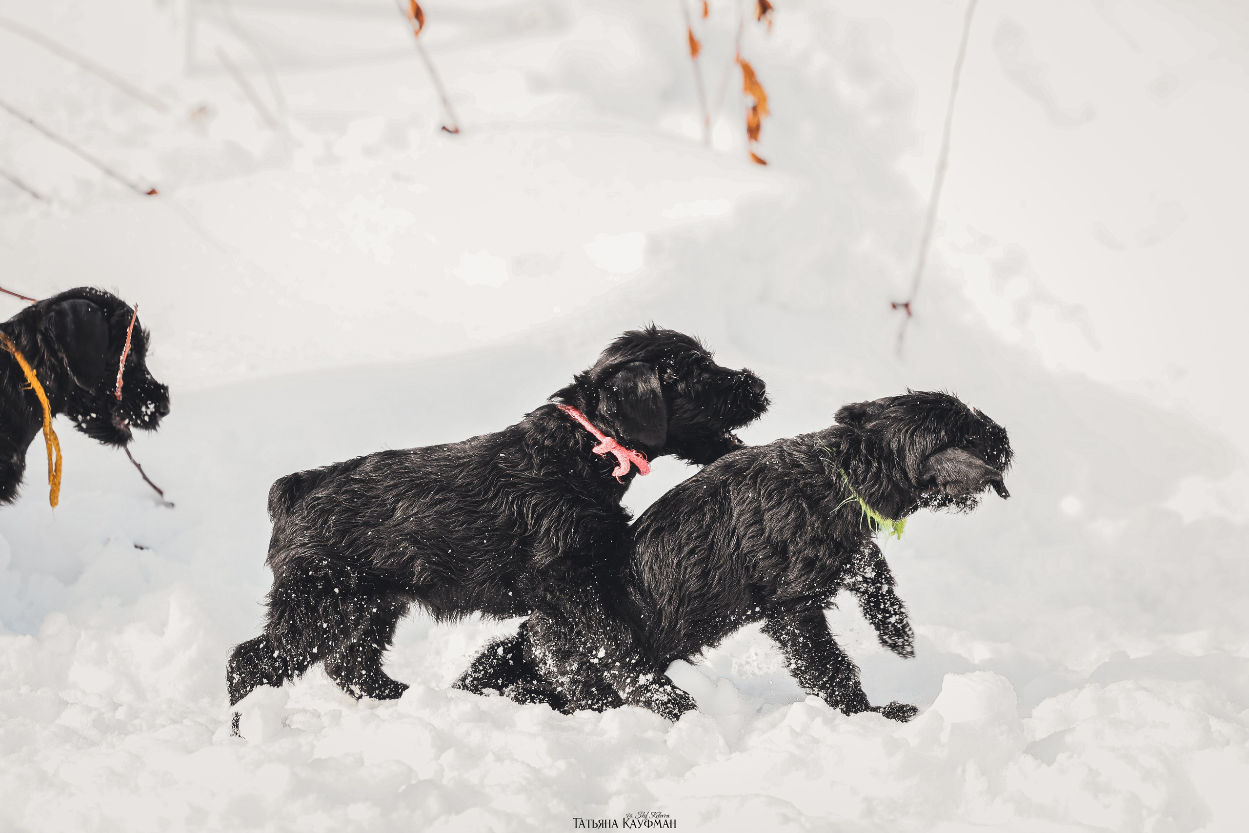 Ризеншнауцер, щенки ризеншнауцера, купить ризеншнауцера, купить щенка, ризеншнауцер Новосибирск, фотосъемка щенков, фотосессия собак, заказать фотосессию, фотографии щенков, сфотографировать щенка, фотограф Анималист, фотограф собак Новосибирск, фотограф анималист Новосибирск
