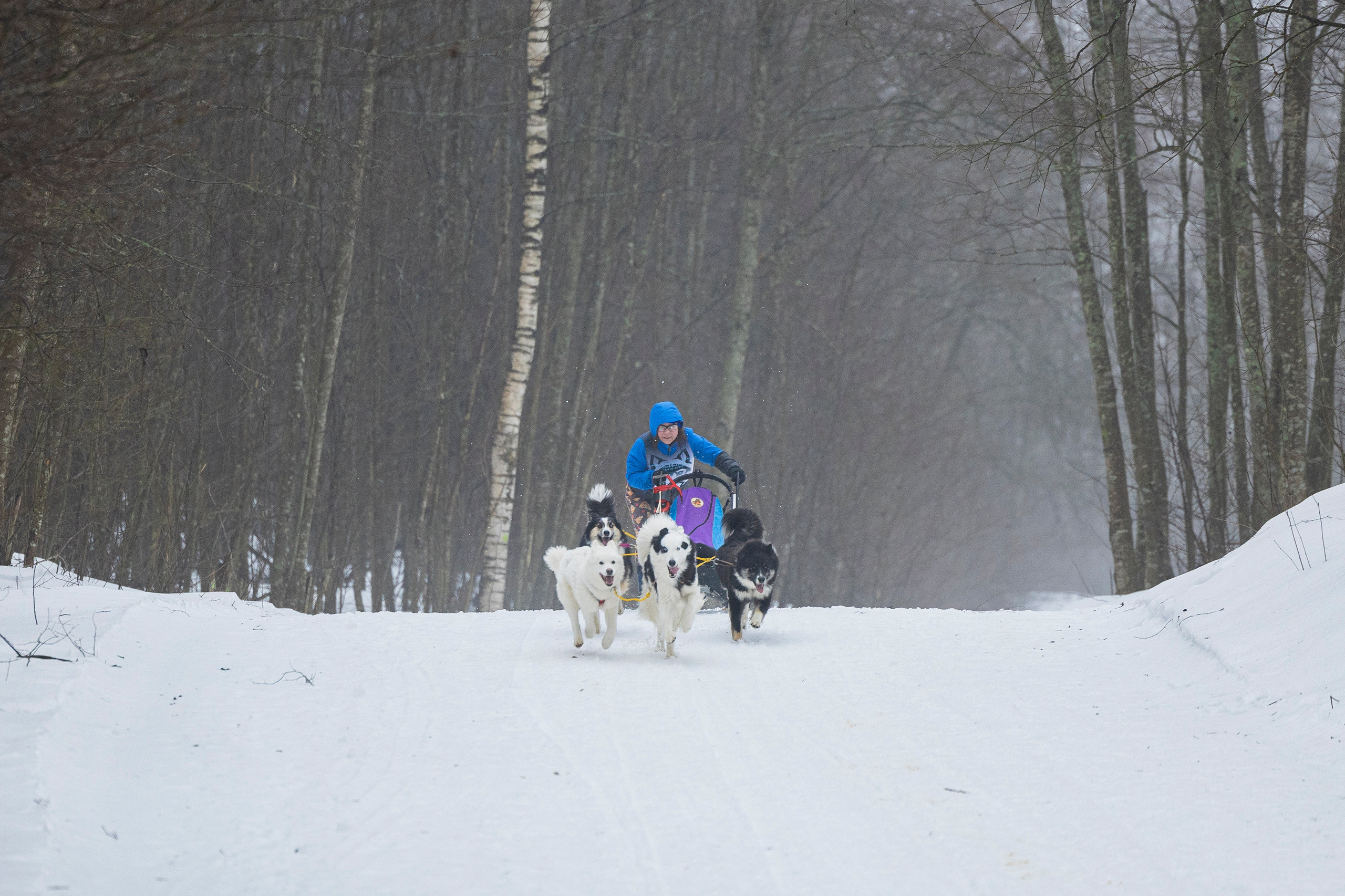 Зимний Чемпионат Санкт-Петербурга по ездовому спорту. Фотограф-анималист Анна Маринич