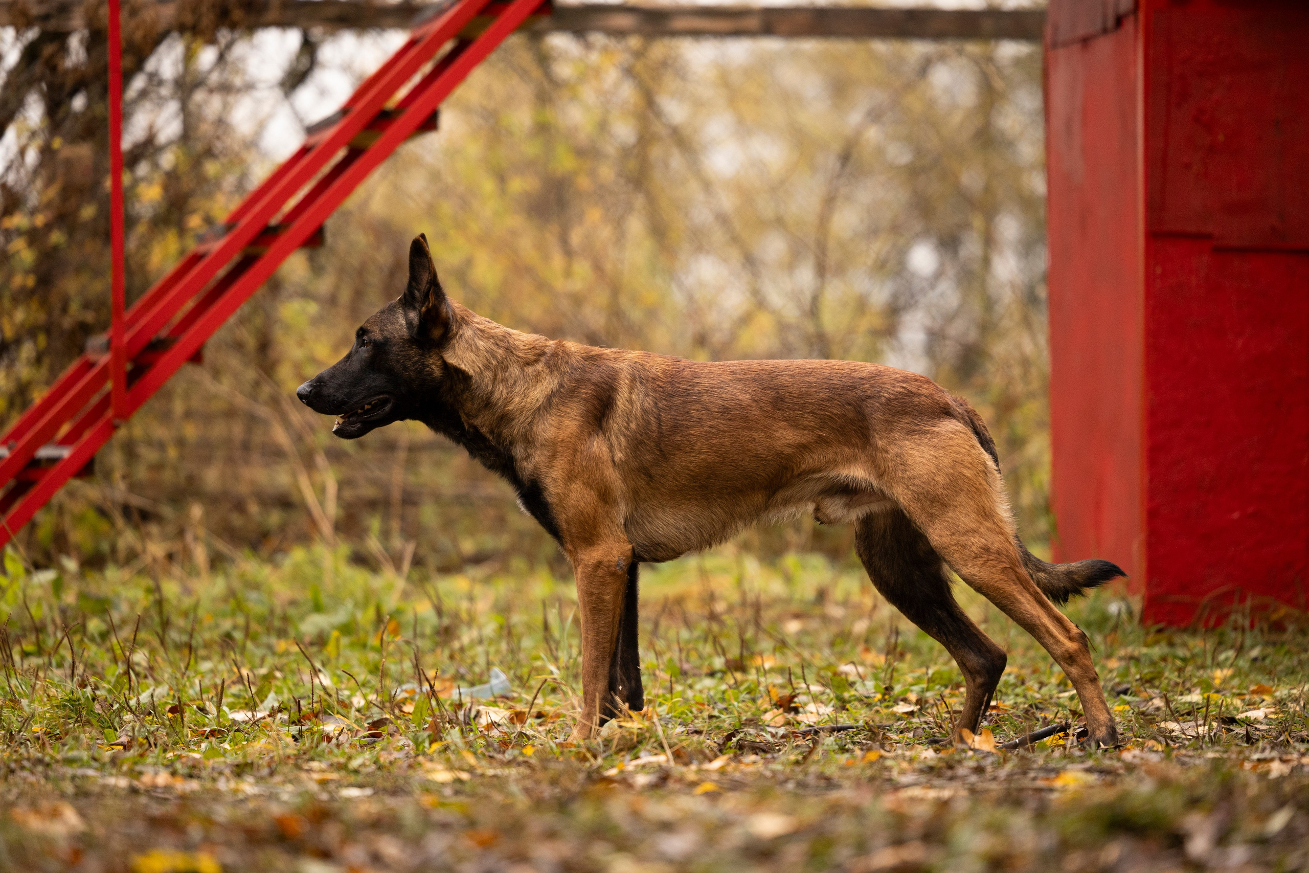 Соревнования по Мондьорингу г. Вологда. Фотограф-анималист Анна Маринич