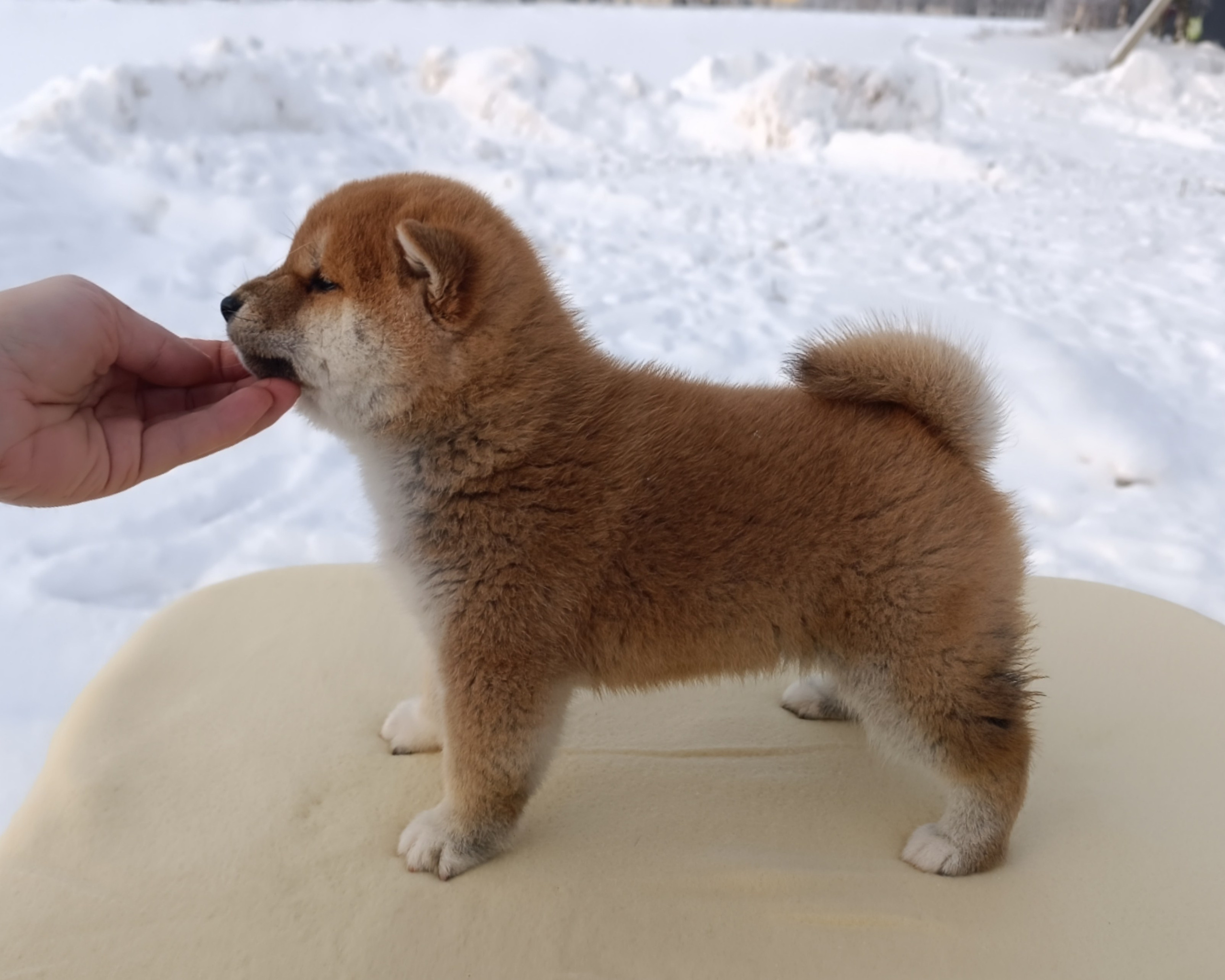 сиба питомник Рубилайт щенки на продажу rubylight  сиба щенки купить СПб Санкт-Петербург 