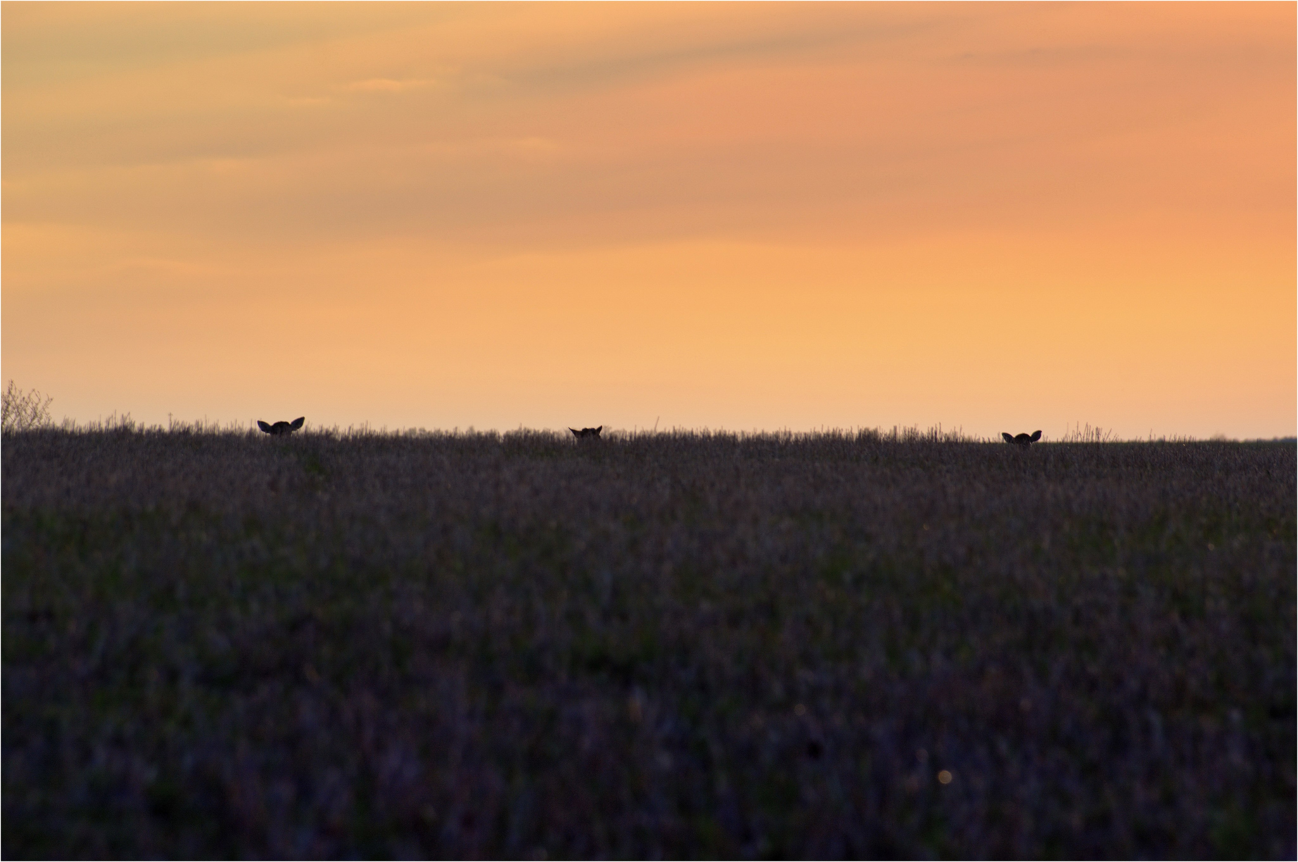 Природный парк Олений