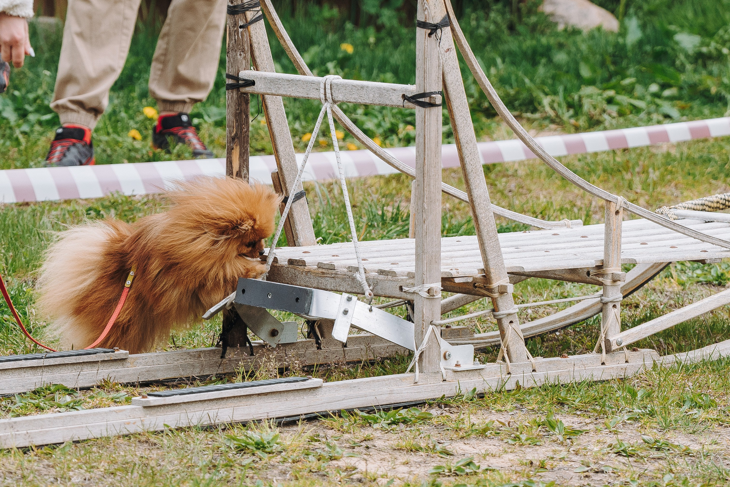 Соревнования по ноузворку в Лосево. Фотограф анималист в Спб недорого Олеся Майорова