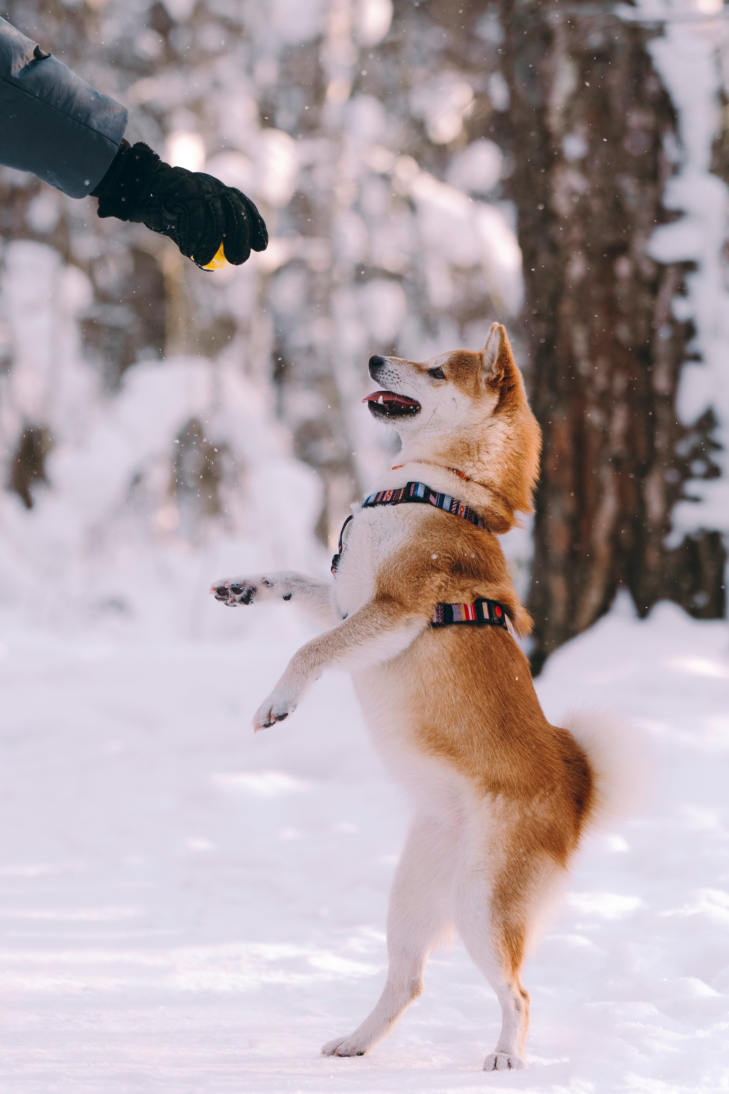 Каори, Анна и Антон. Фотограф анималист в Спб недорого Олеся Майорова