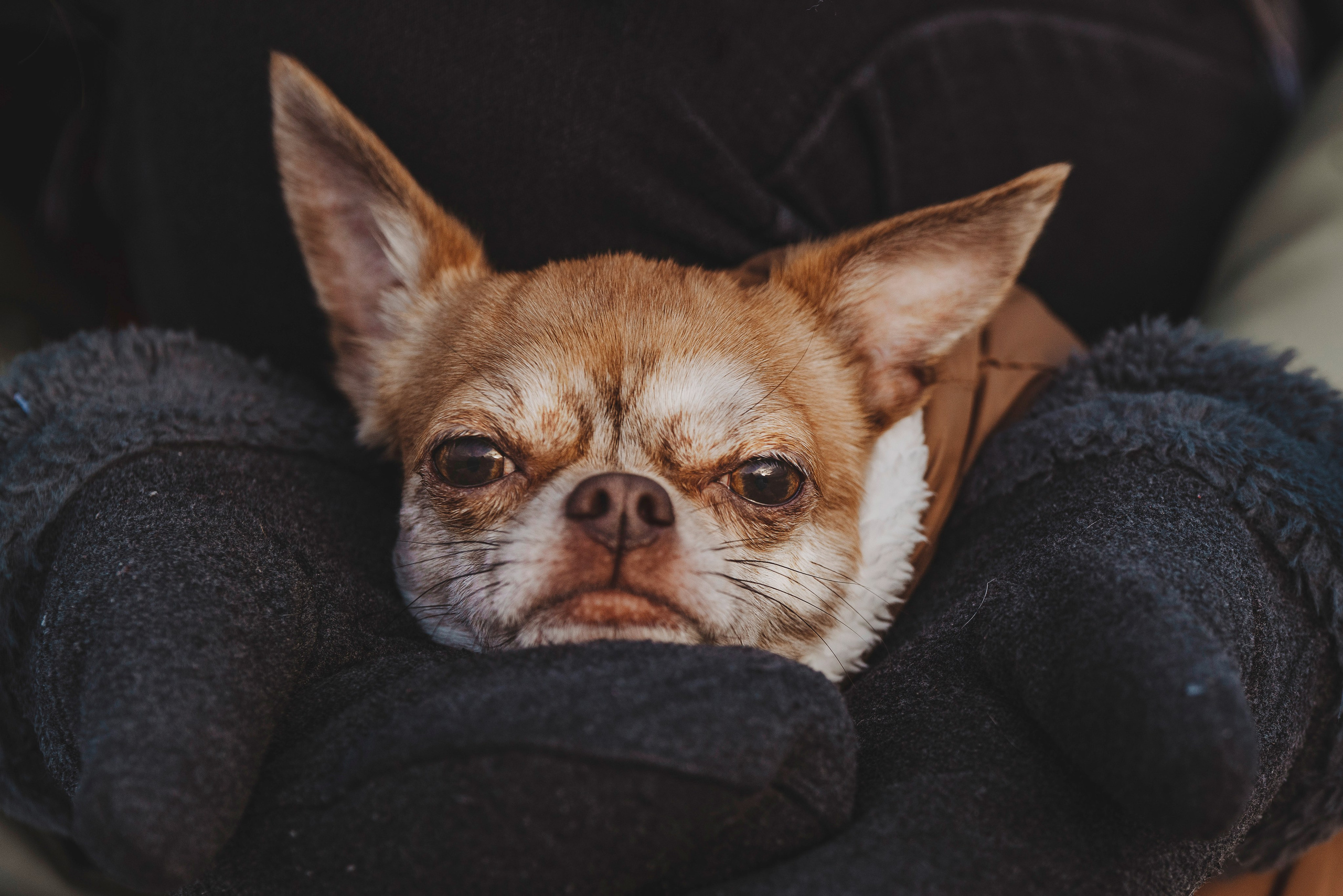 Наталия и Боря. Фотограф анималист в Спб недорого Олеся Майорова