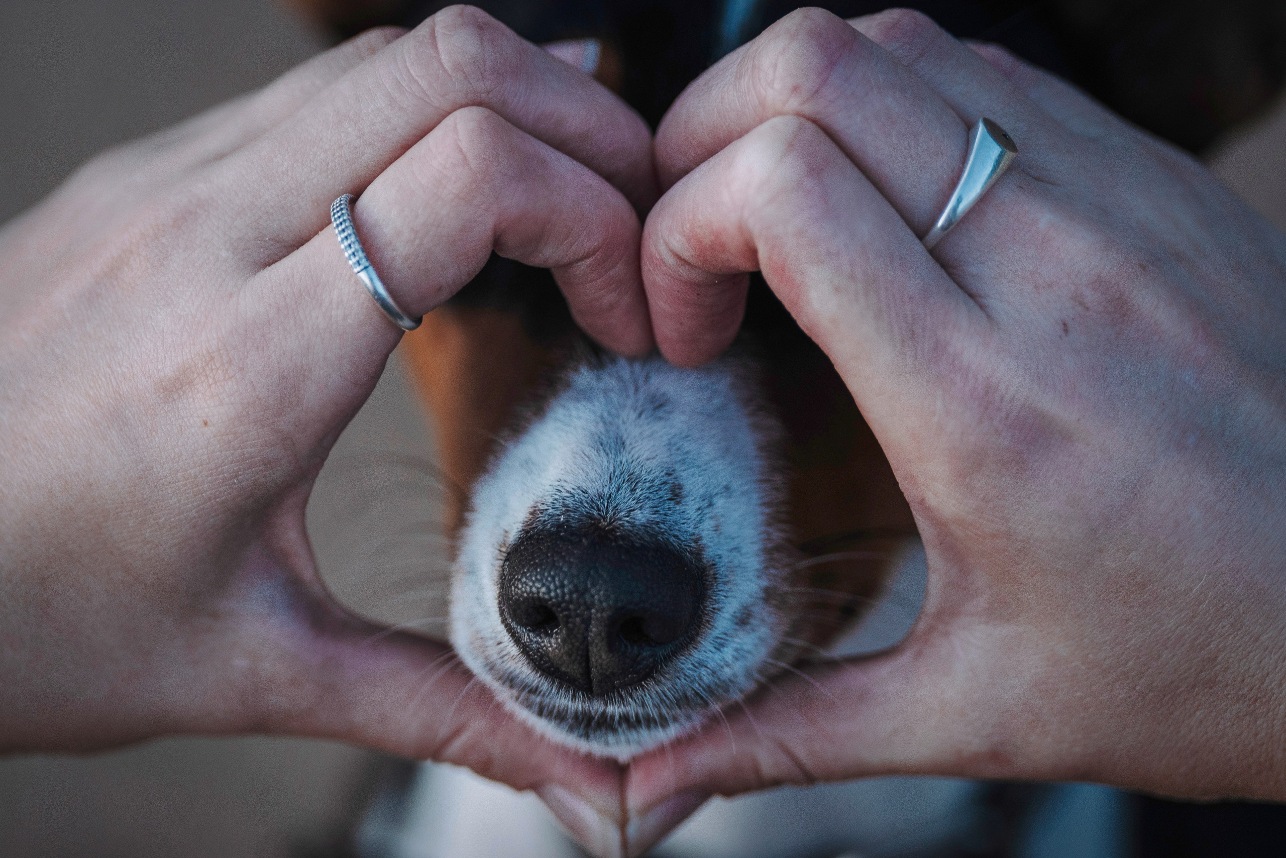 Екатерина и Дива. Фотограф анималист в Спб недорого Олеся Майорова