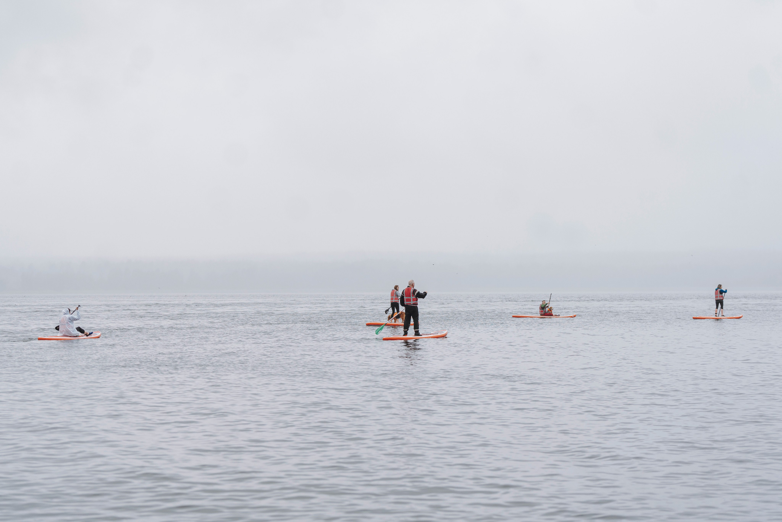 Катание на сапах с собаками. Фотограф анималист в Спб недорого Олеся Майорова