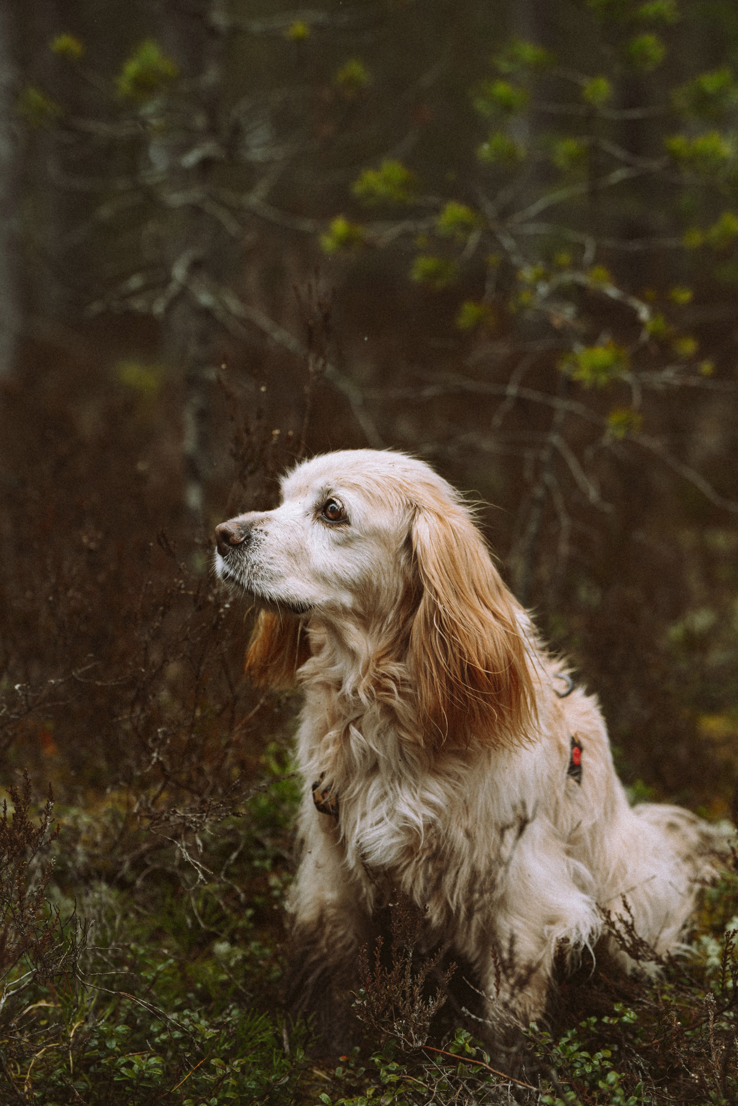 Дог трекинг к финскому хутору. Фотограф анималист в Спб недорого Олеся Майорова