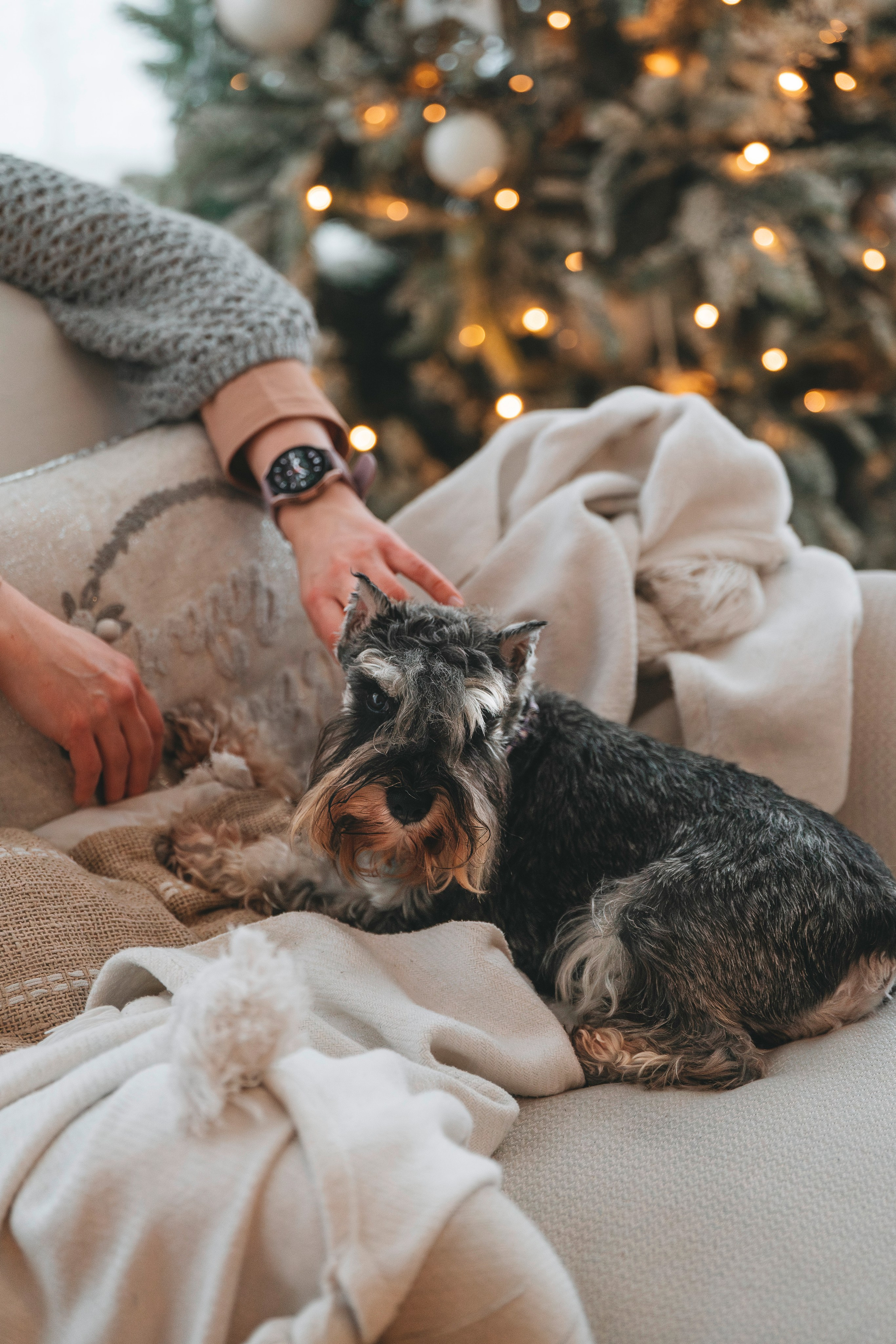 Ольга и Сатори. Фотограф анималист в Спб недорого Олеся Майорова