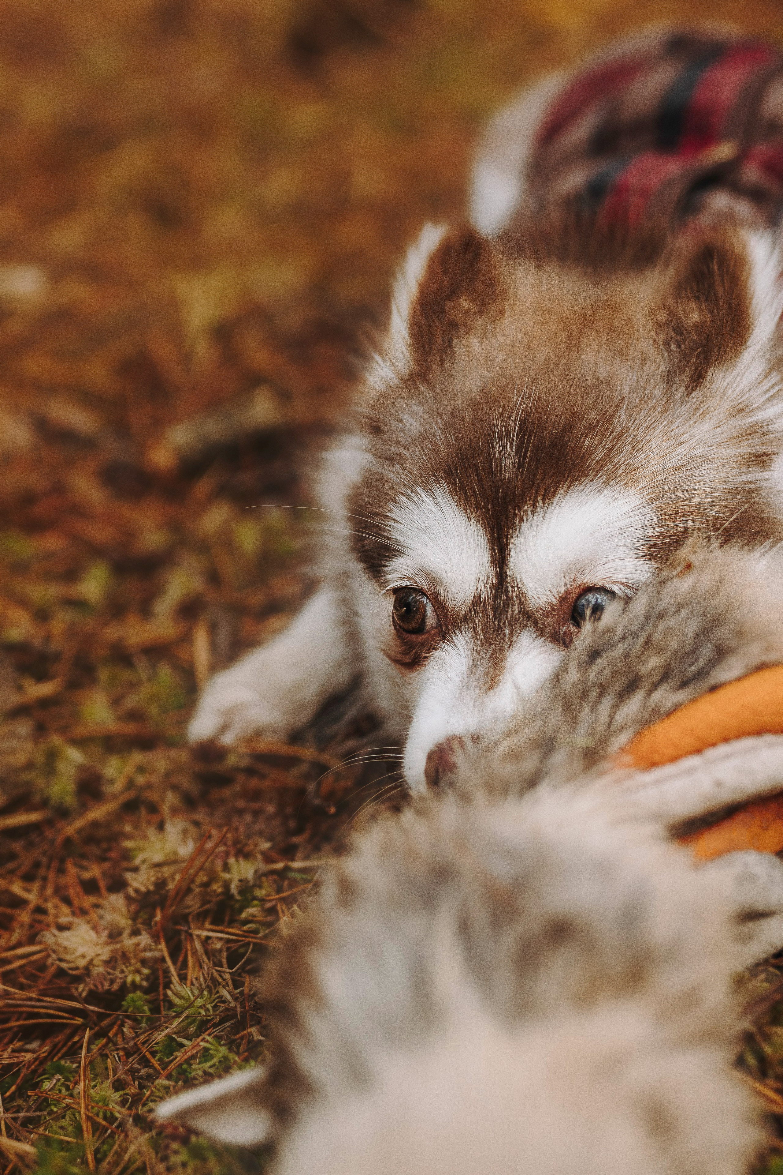 Катерина и Дрэка. Фотограф анималист в Спб недорого Олеся Майорова