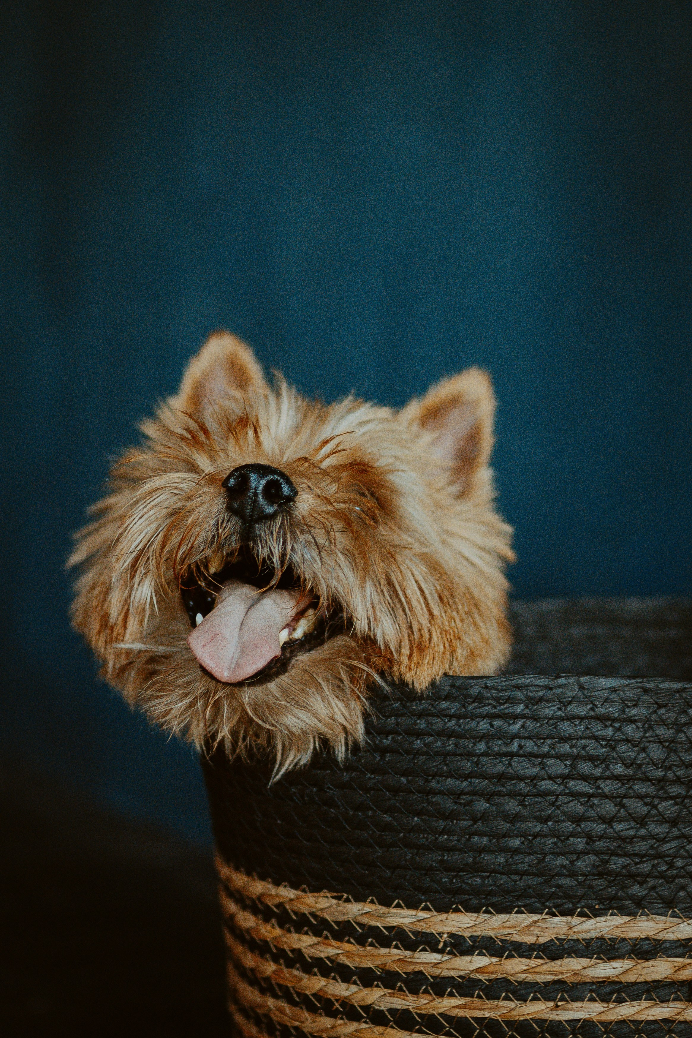 Фотосессия с собакой в студии. Фотограф анималист в Спб недорого Олеся Майорова