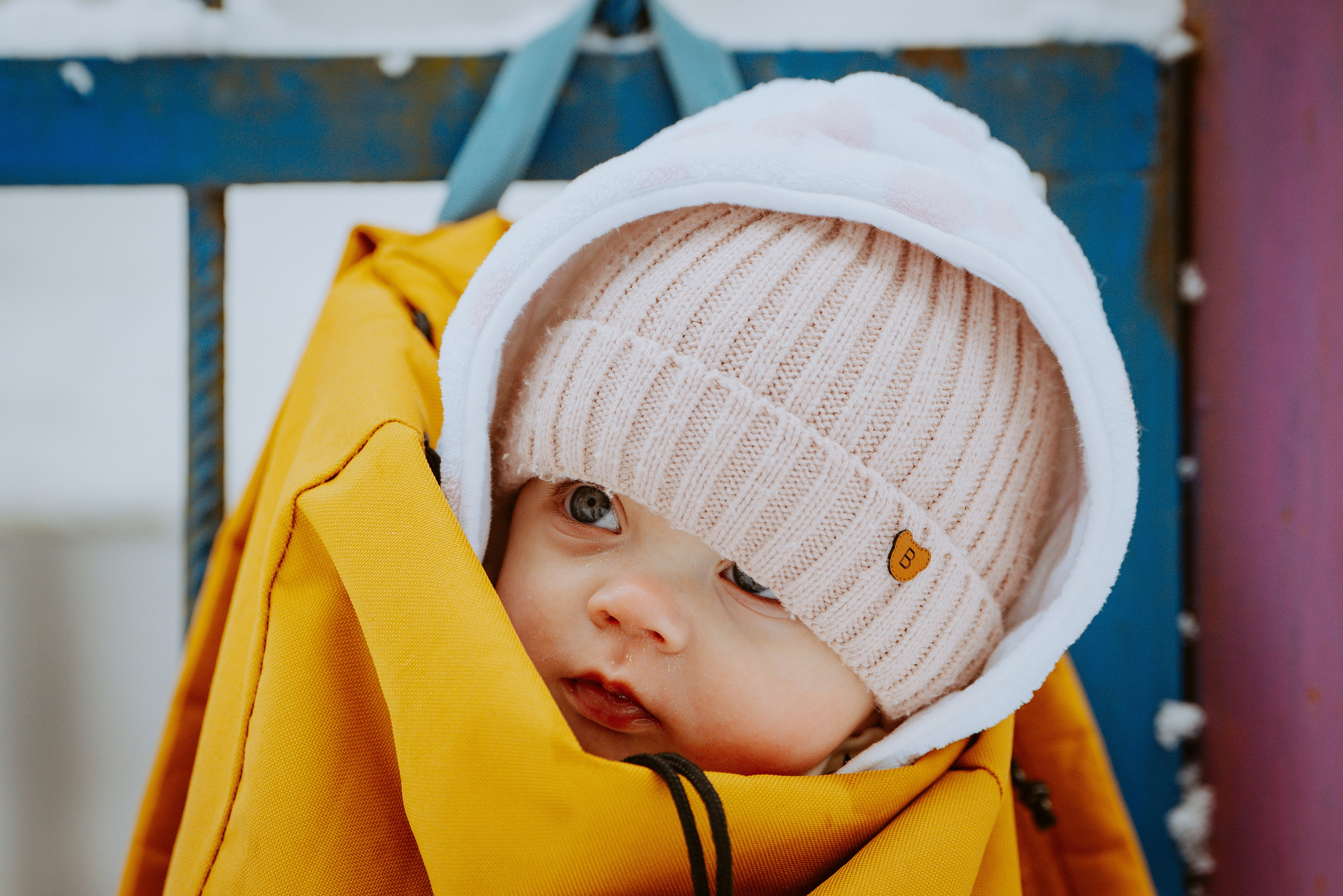 Дог трекинг. Фотограф анималист в Спб недорого Олеся Майорова