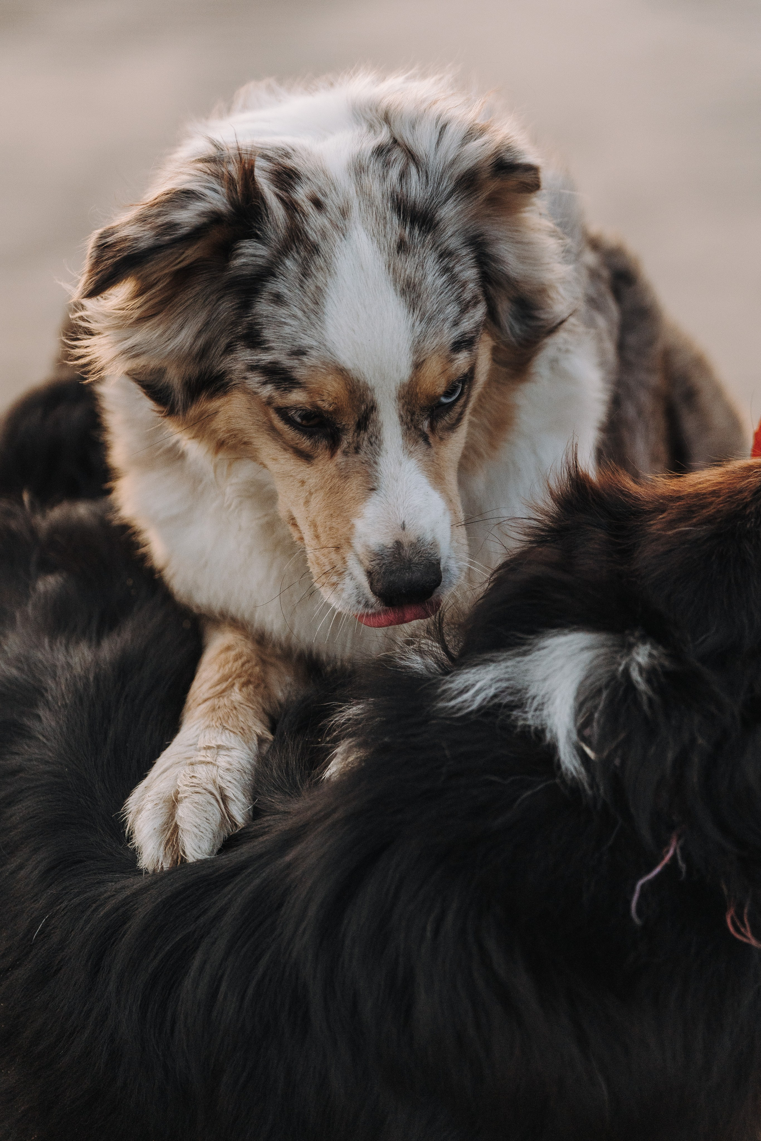 Фотограф анималист в Спб. Фотограф анималист в Спб недорого Олеся Майорова
