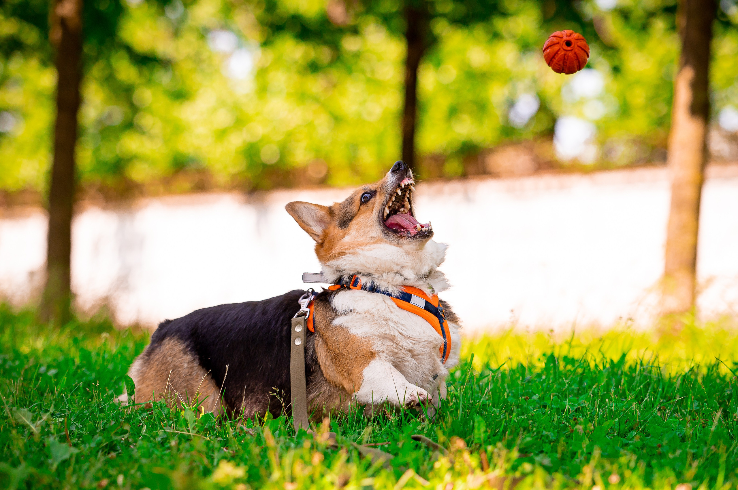 Собаки. Фотограф-анималист в Санкт-Петербурге Анастасия Иванова